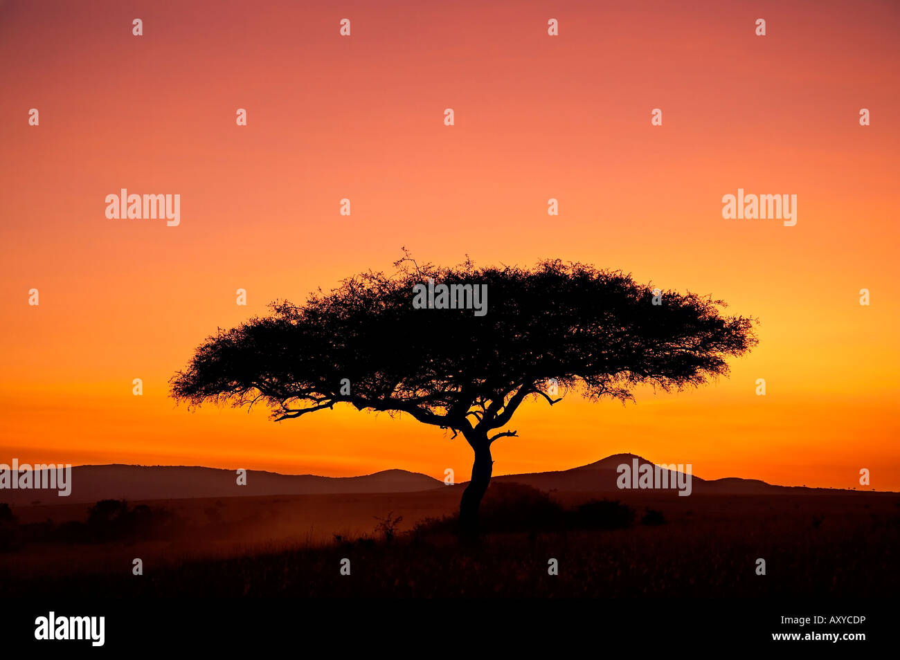 Acacia tree silhouetted at dawn, Masai Mara, Kenya, Afrique de l'Est, l'Afrique Banque D'Images