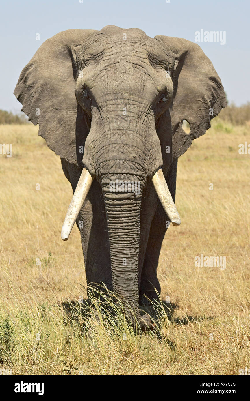 Vue de face de l'éléphant africain (Loxodonta africana) avec une oreille percée, Masai Mara National Reserve, Kenya, Afrique de l'Est, l'Afrique Banque D'Images