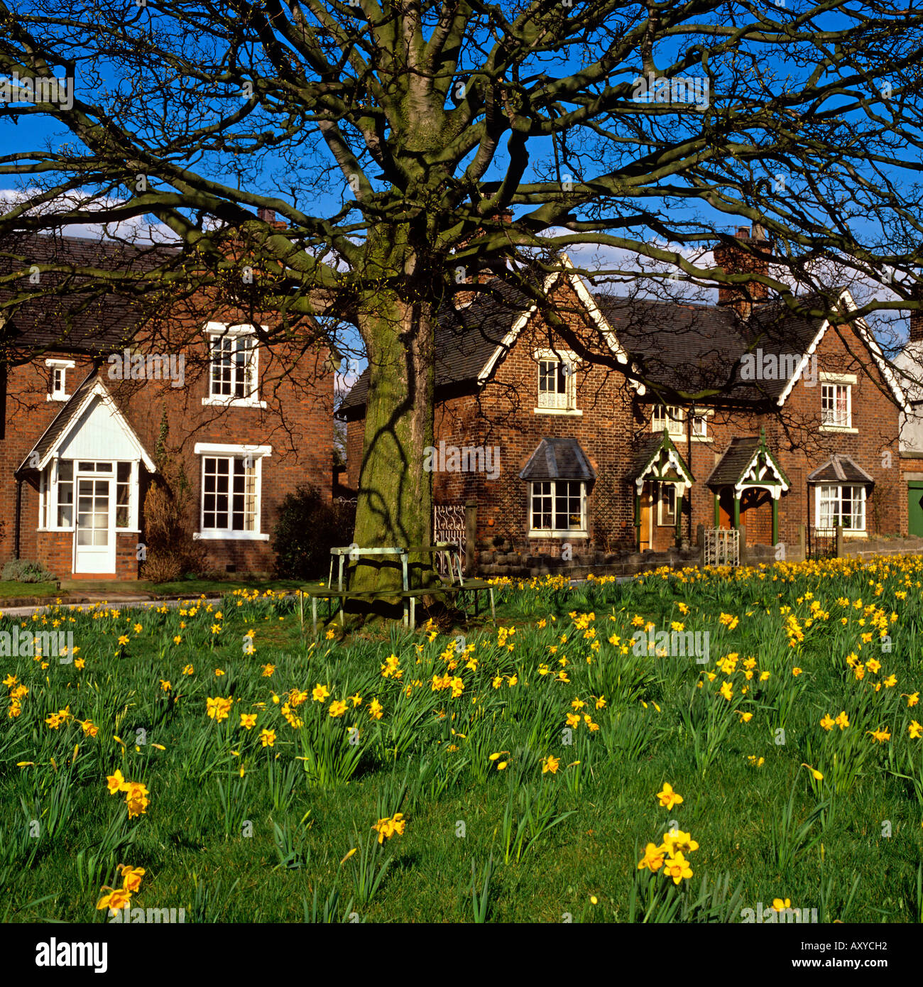 UK Cheshire Astbury jonquilles sur le vert au printemps Banque D'Images