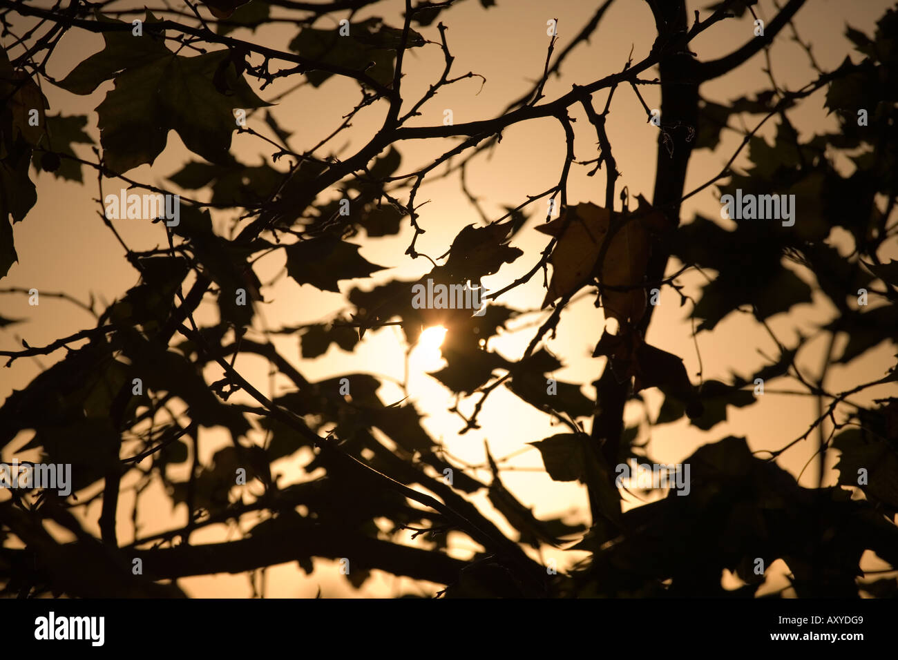 Coucher de soleil derrière un arbre plan de Londres à York Banque D'Images