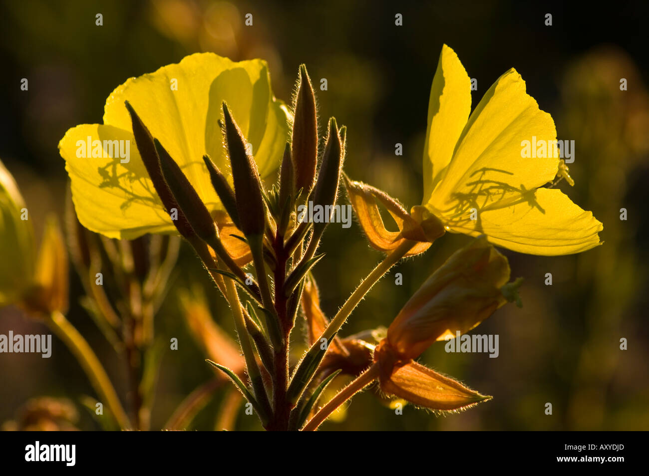 Fleurs de Primevère jaune au lever du soleil Kive Beach south shore Lake Tahoe en Californie Banque D'Images