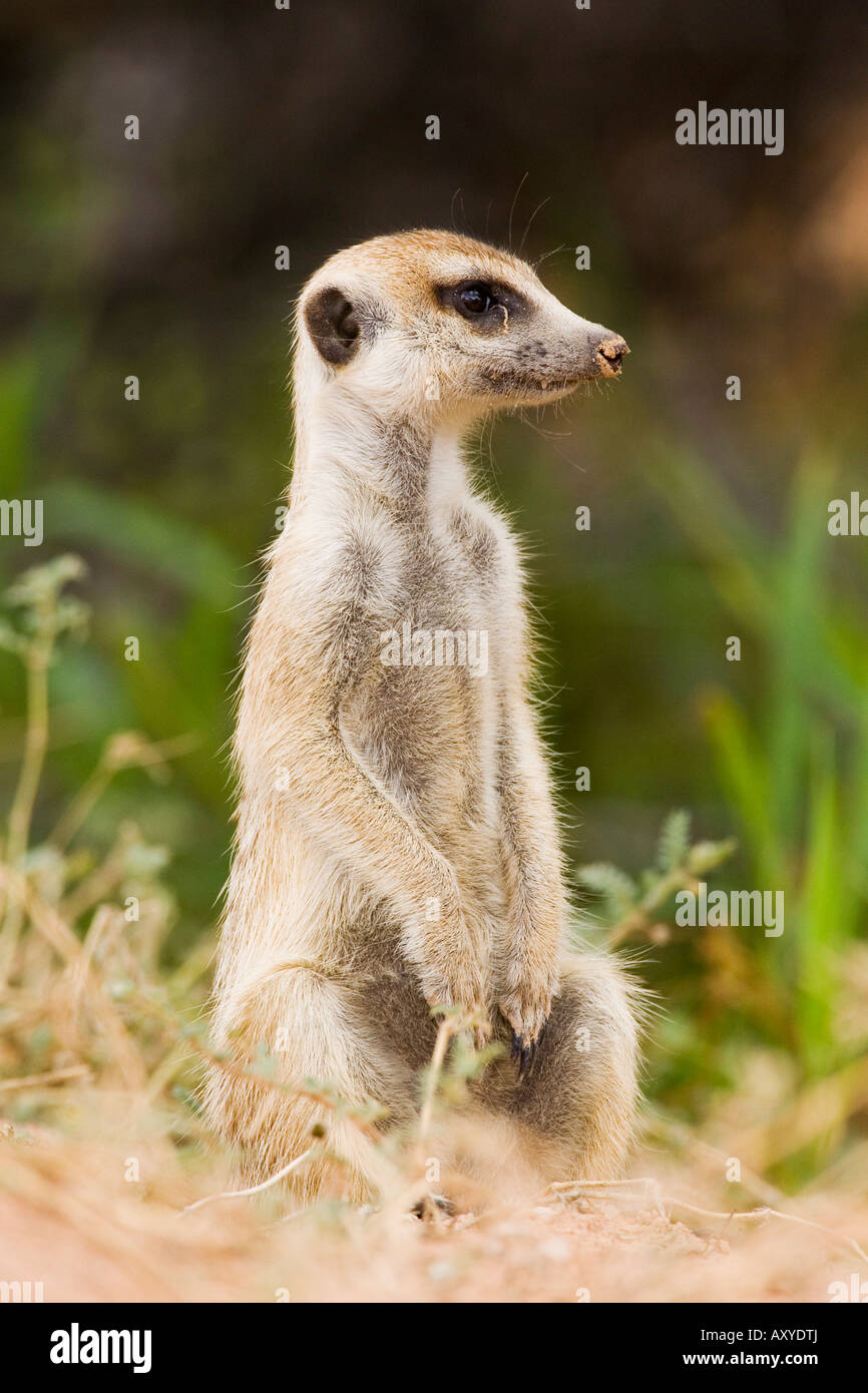 Meerkat, Kgalagadi Transfrontier Park, qui englobe l'ancien Kalahari Gemsbok National Park, Afrique du Sud Banque D'Images