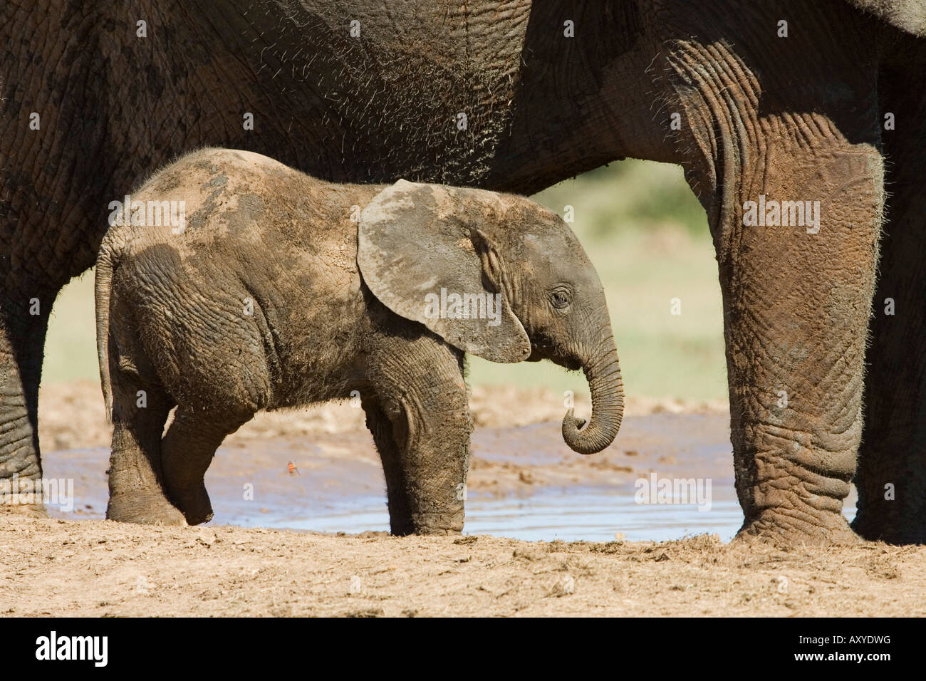 Bébé éléphant africain (Loxodonta africana) Comité permanent par sa mère, l'Addo Elephant National Park, Afrique du Sud, l'Afrique Banque D'Images