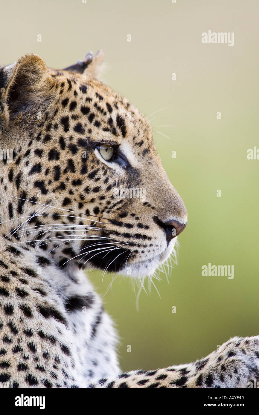 Leopard (Panthera pardus), la réserve nationale de Samburu, Kenya, Afrique de l'Est, l'Afrique Banque D'Images