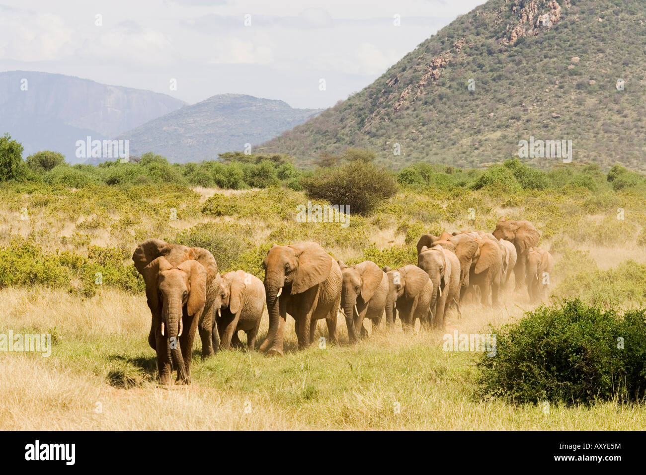La ligne des éléphants d'Afrique (Loxodonta africana), Samburu National Reserve, Kenya, Afrique de l'Est, l'Afrique Banque D'Images