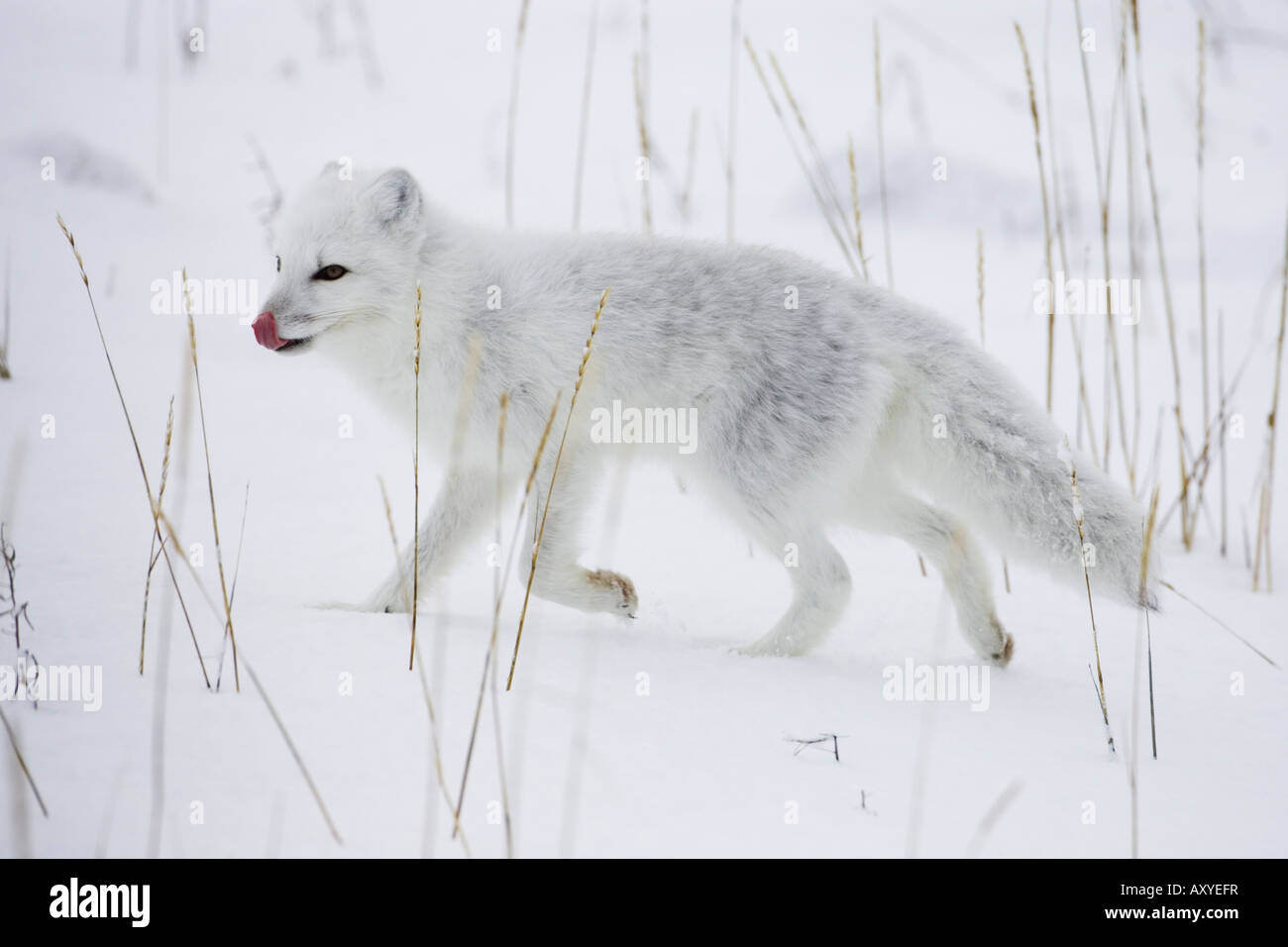 Le renard arctique (Alopex lagopus) s'exécutant dans la neige, près de Churchill, Manitoba, Canada, Amérique du Nord Banque D'Images