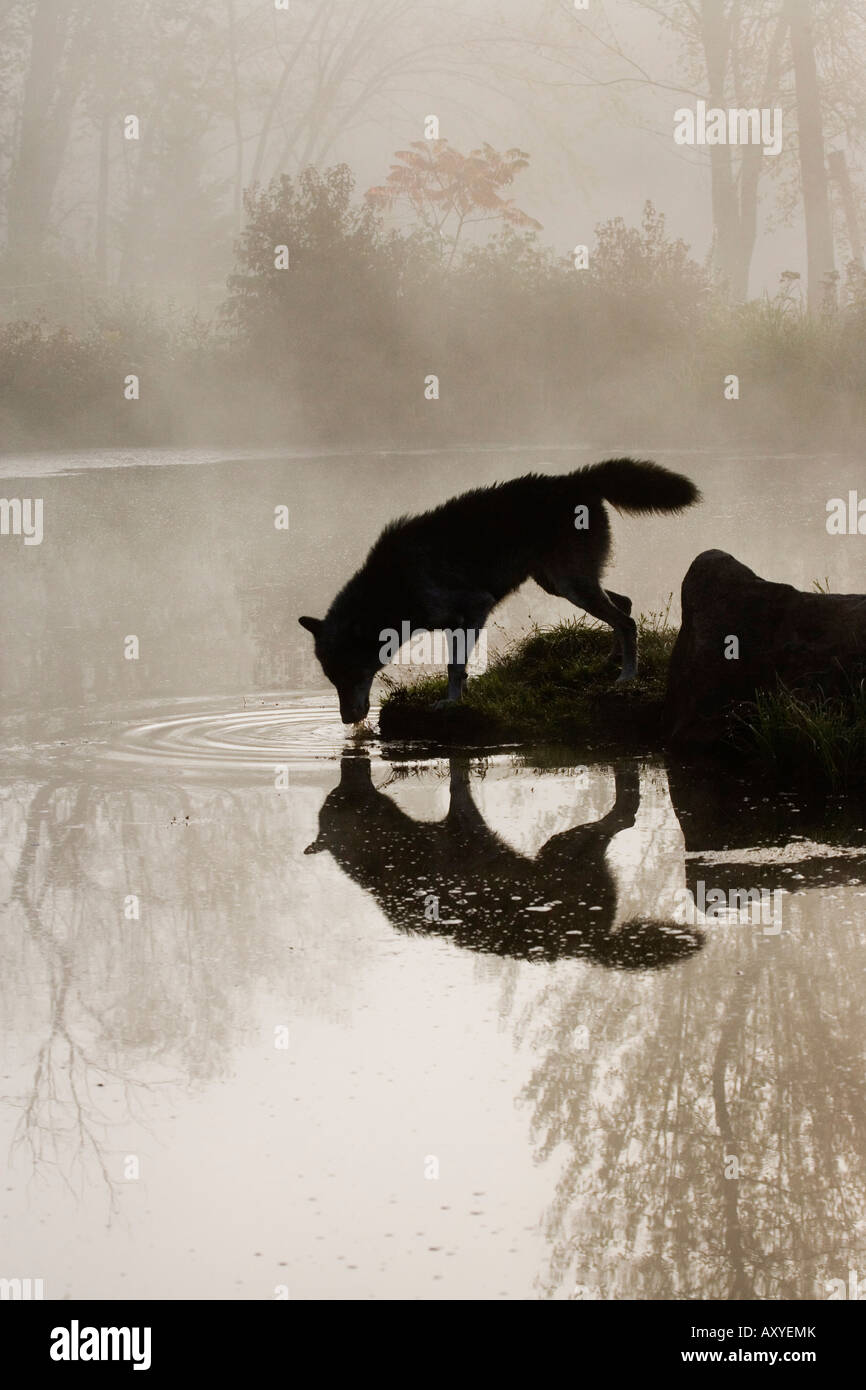 Le loup (Canis lupus) de boire dans le brouillard, reflétée dans l'eau, en captivité, Grès, Minnesota, USA, Amérique du Nord Banque D'Images