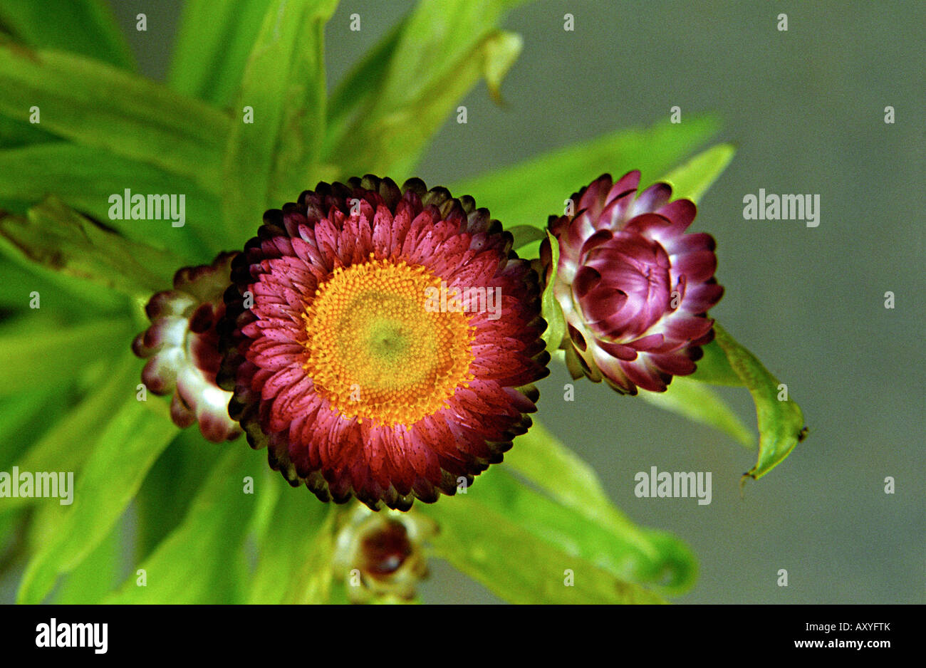 Daisy, papier, Strawflower Cherei, Bracteantha bracteata, de la famille des Astéracées (famille), Strawflower est une plante dressée, par temps chaud Banque D'Images