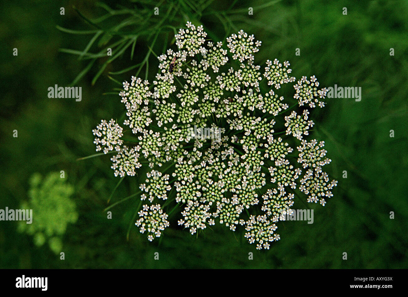 L'eau du Nord, Cowbane Cicuta virosa, pruche, Umbelliferae/Apiaceae (famille de la carotte) Banque D'Images