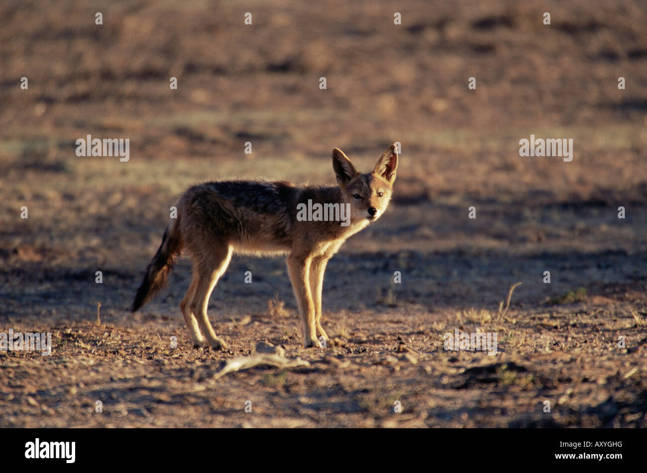 Le chacal à dos noir (Canis mesomelas), Kgalagadi Transfrontier Park, Afrique du Sud, l'Afrique Banque D'Images