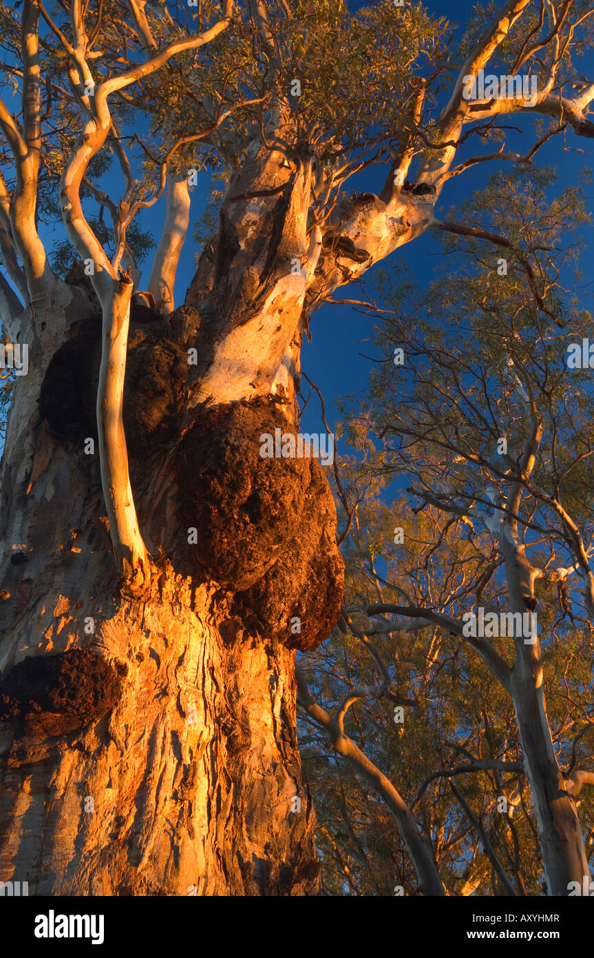 Red River gum tree, Hattah-Kulkyne National Park, Victoria, Australie, Pacifique Banque D'Images