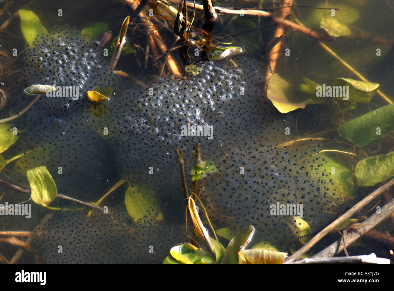 L'hydrocharis Rana temporaria frogspawn masse en étang de jardin Banque D'Images