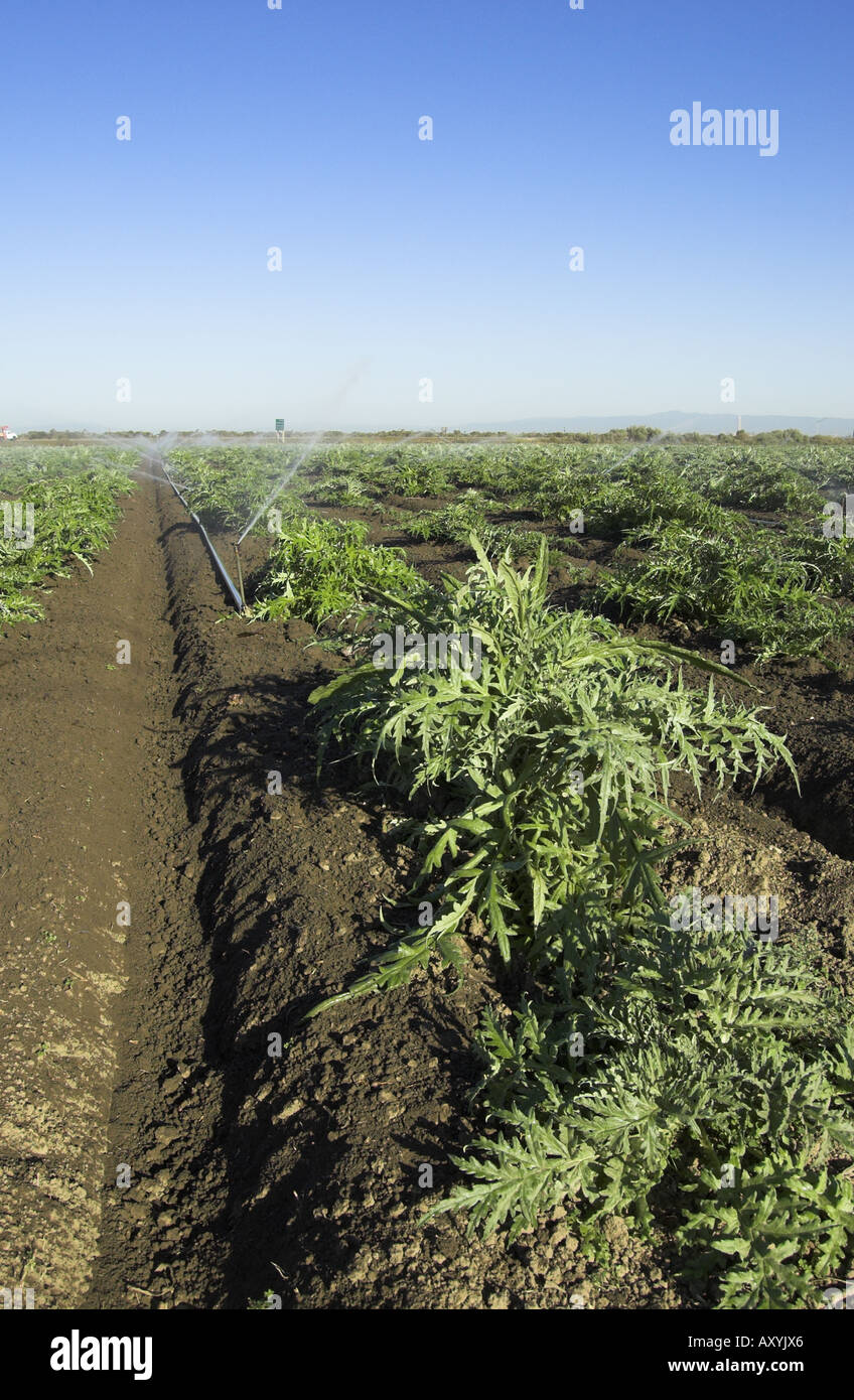 Gicleurs dans champ d'artichaut Castroville près de la côte centrale de Californie Banque D'Images