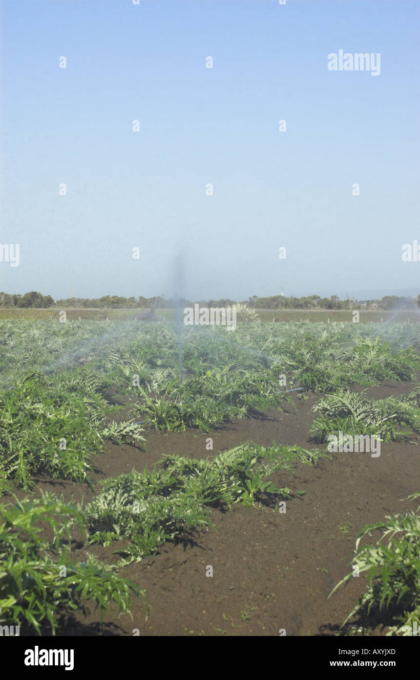 Gicleurs dans champ d'artichaut Castroville près de la côte centrale de Californie Banque D'Images