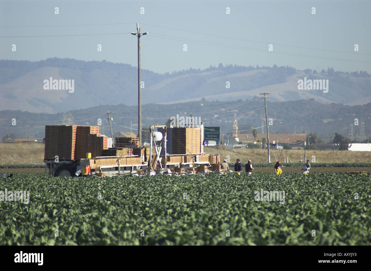 La récolte des choux-fleurs près de Castroville côte centrale de Californie Banque D'Images