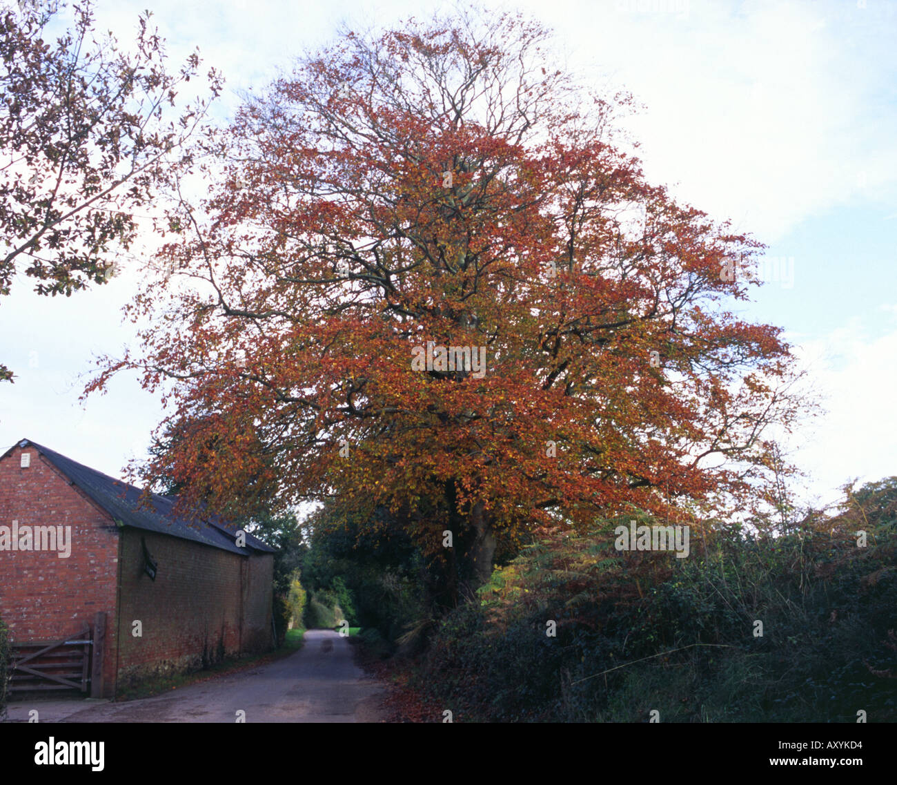 Les arbres d'automne près d'Exeter, Devon Banque D'Images