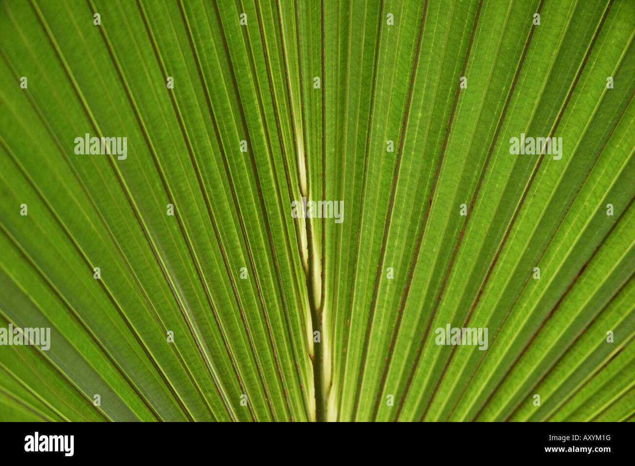 Butia capitata Pindo (Palm) en forme de plumes vert courbe frondes Banque D'Images