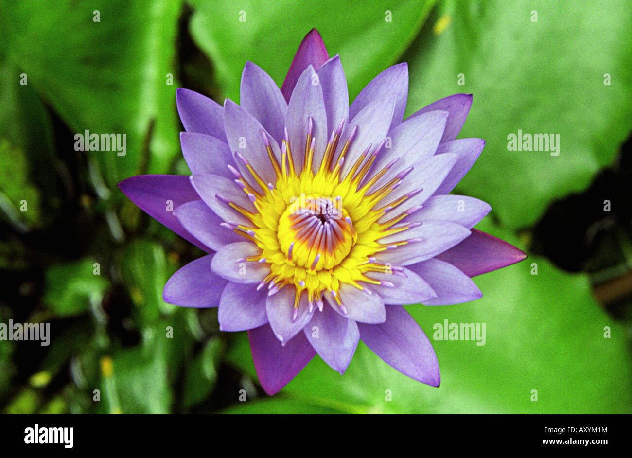 Nénuphar bleu, bleu lotus de l'Inde, Neelkamal, Nymphaea nouchali/stellata, nénuphar Nymphaeaceae (famille), Indian Lotus Bleu Banque D'Images