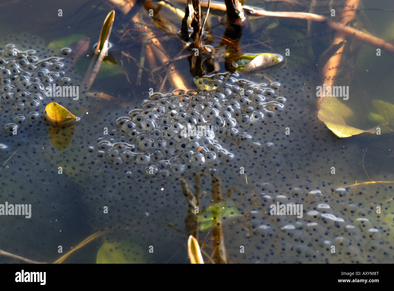 L'hydrocharis Rana temporaria frogspawn masse en étang de jardin Banque D'Images