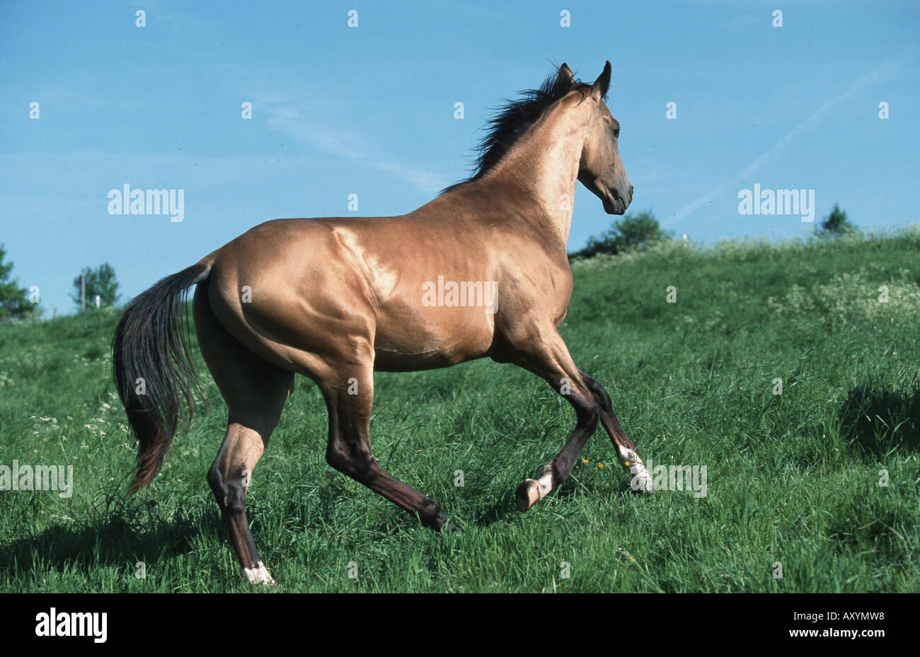 Akhal-Teke Cheval (Equus caballus przewalskii f.) Banque D'Images