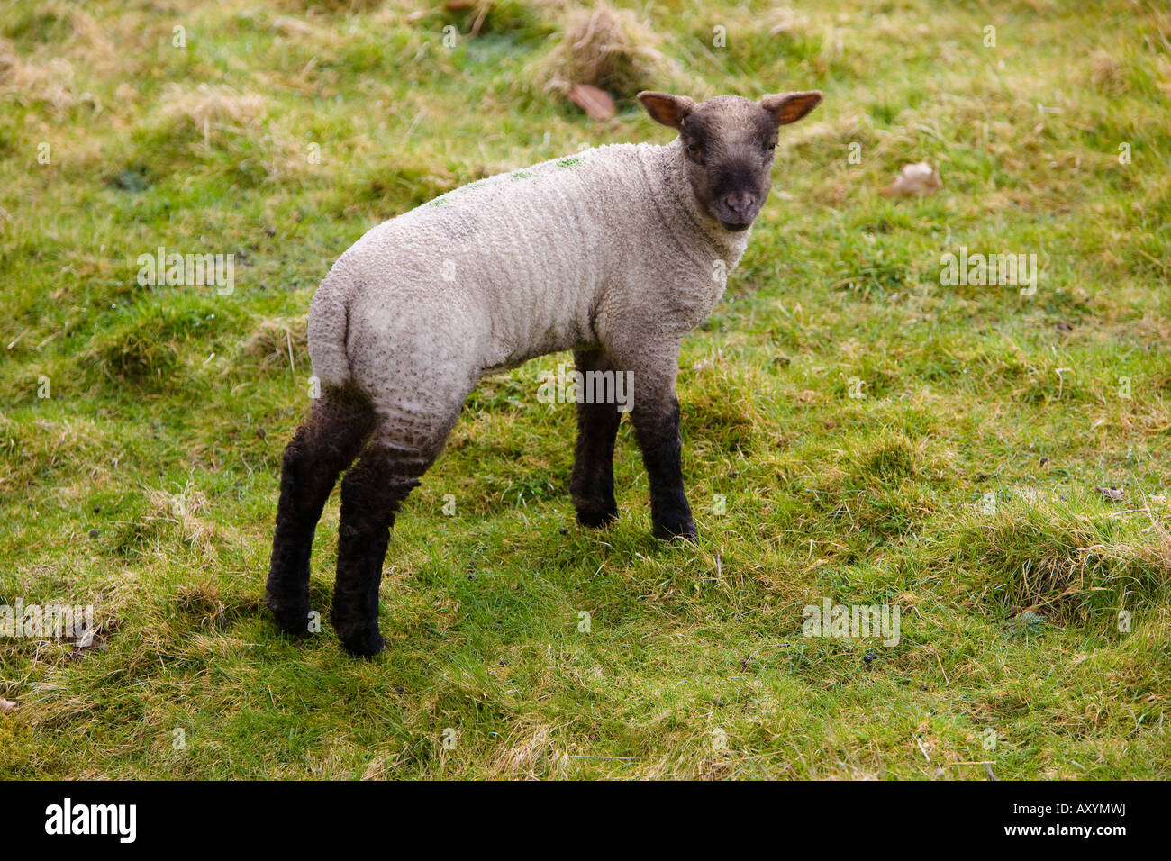 Brebis avec agneaux England UK Campagne Banque D'Images