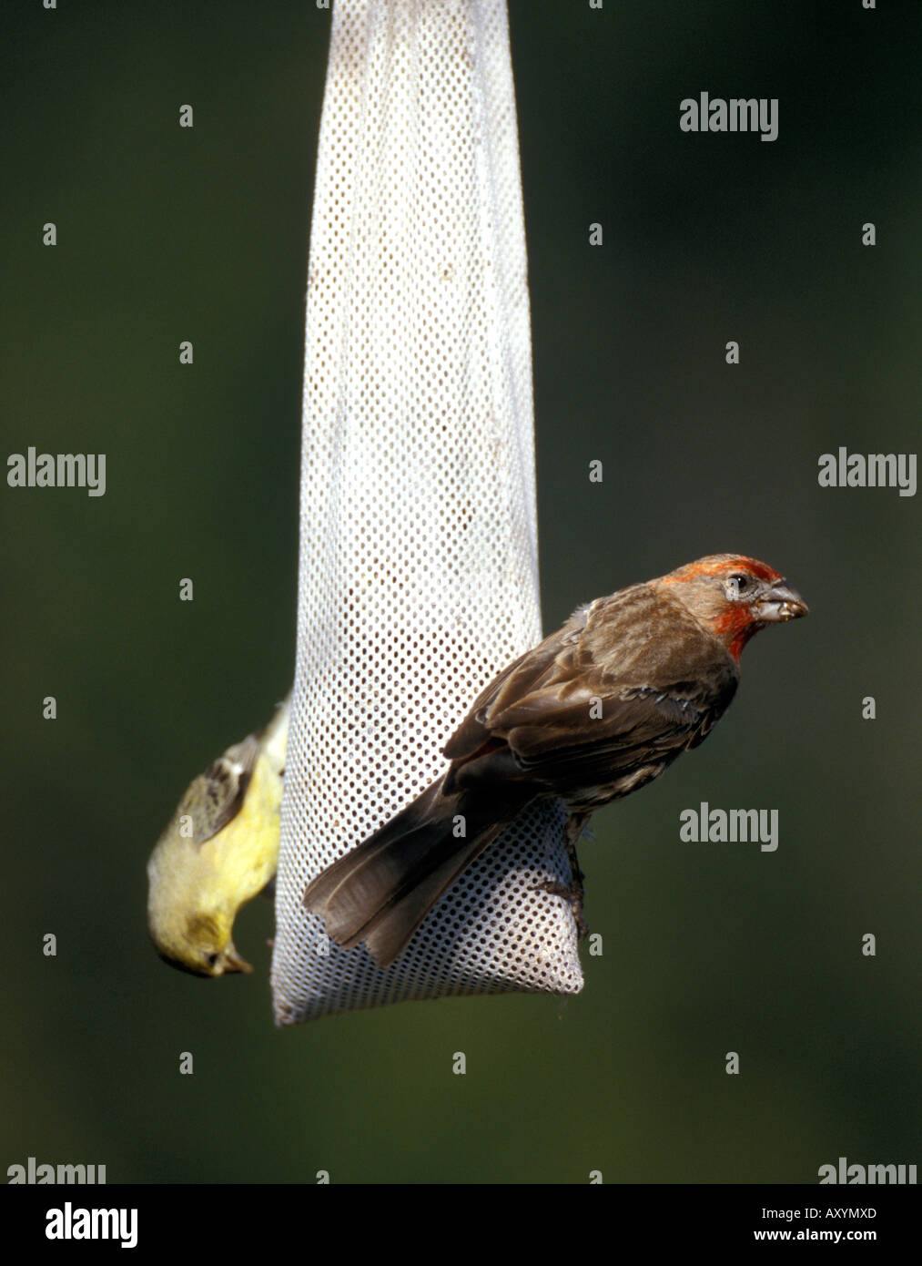 Roselin familier mâle sur un chardon sock Carpodacus mexicanus - Portal Arizona USA Banque D'Images