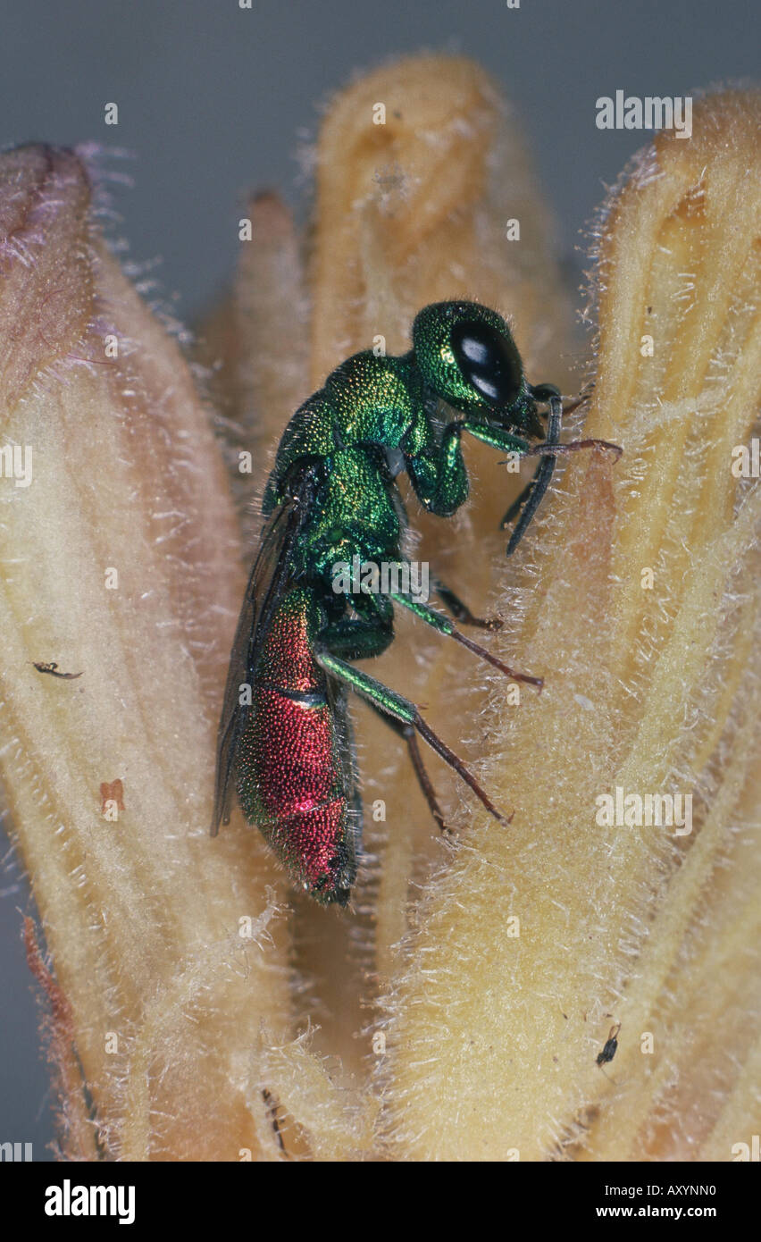 Les guêpes coucou (Chrysis hybrida) Banque D'Images