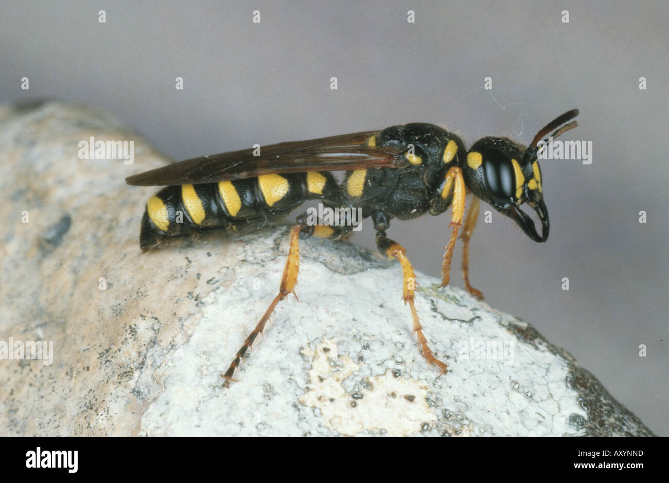 Sand-tailed digger wasp (Cerceris arenaria) Banque D'Images