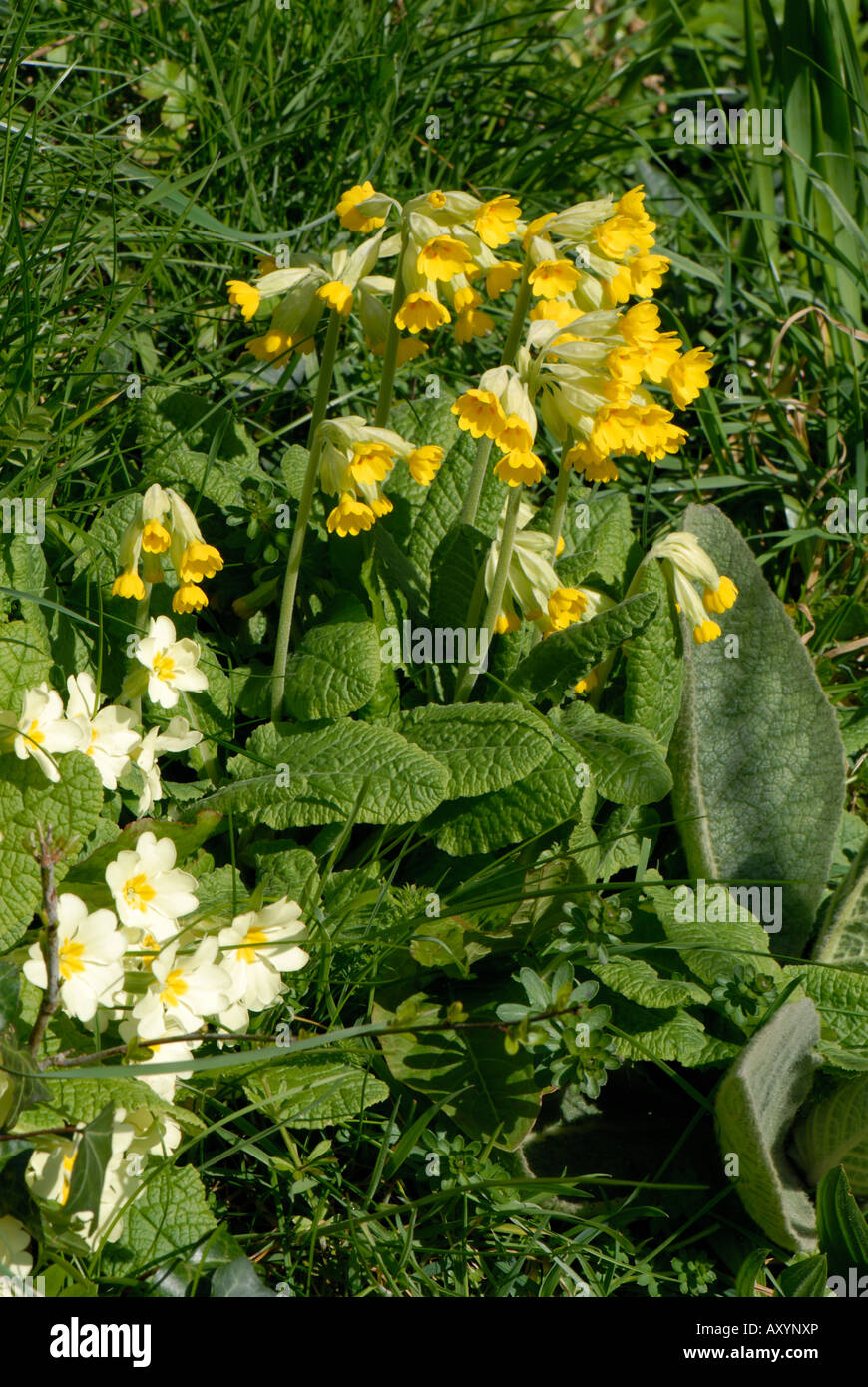 Coucou bleu Primula veris les plantes à fleurs et primevères dans une banque d'herbe Devon Banque D'Images