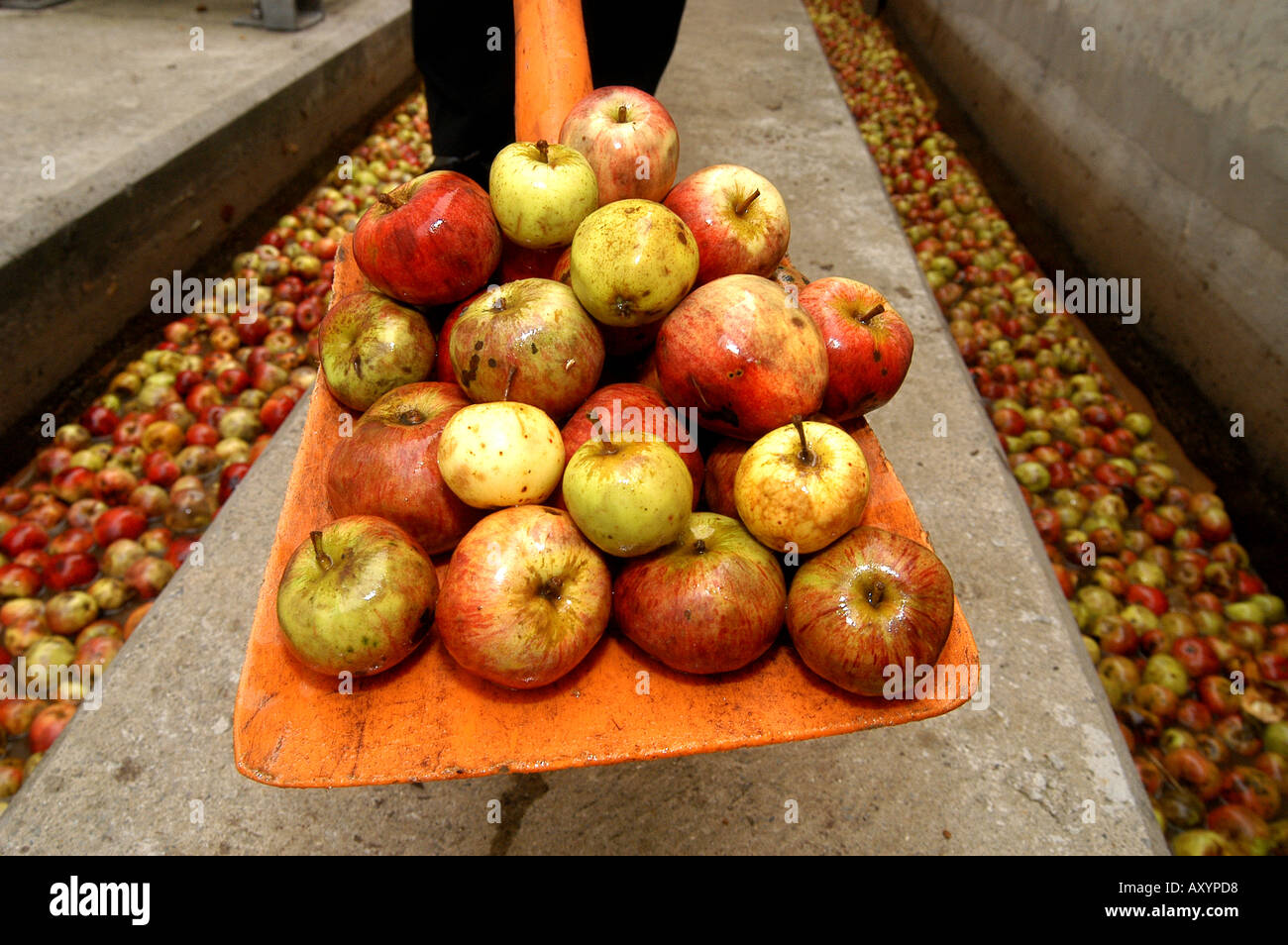 Les pommes récoltées à l'Matthew Clark Cidrerie Cidre Prunellier Shepton Mallet Angleterre Somerset Banque D'Images