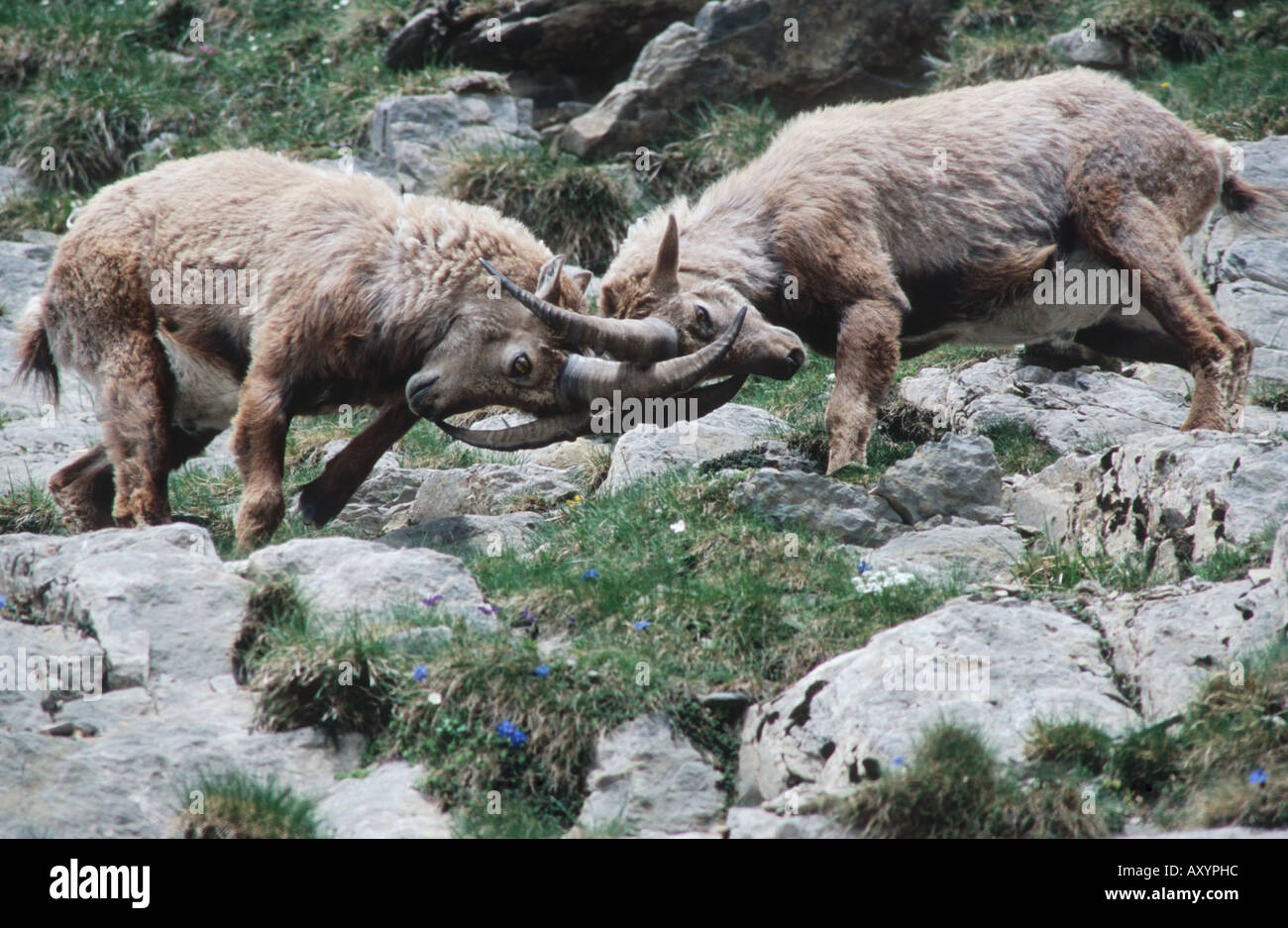Bouquetin des Alpes (Capra ibex), deux combats d'argent, Suisse Banque D'Images