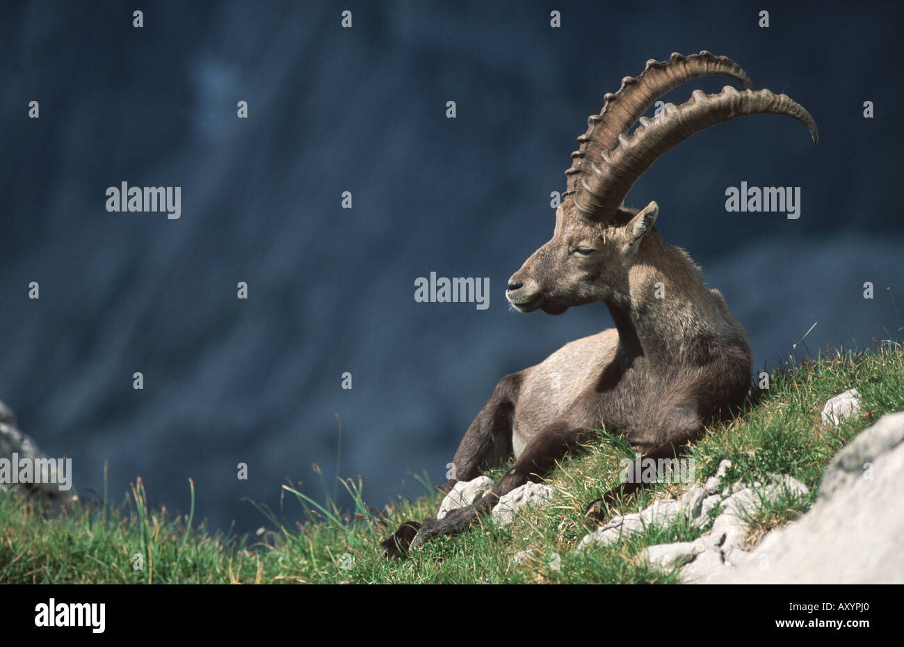 Bouquetin des Alpes (Capra ibex), mâle au repos, Suisse Banque D'Images