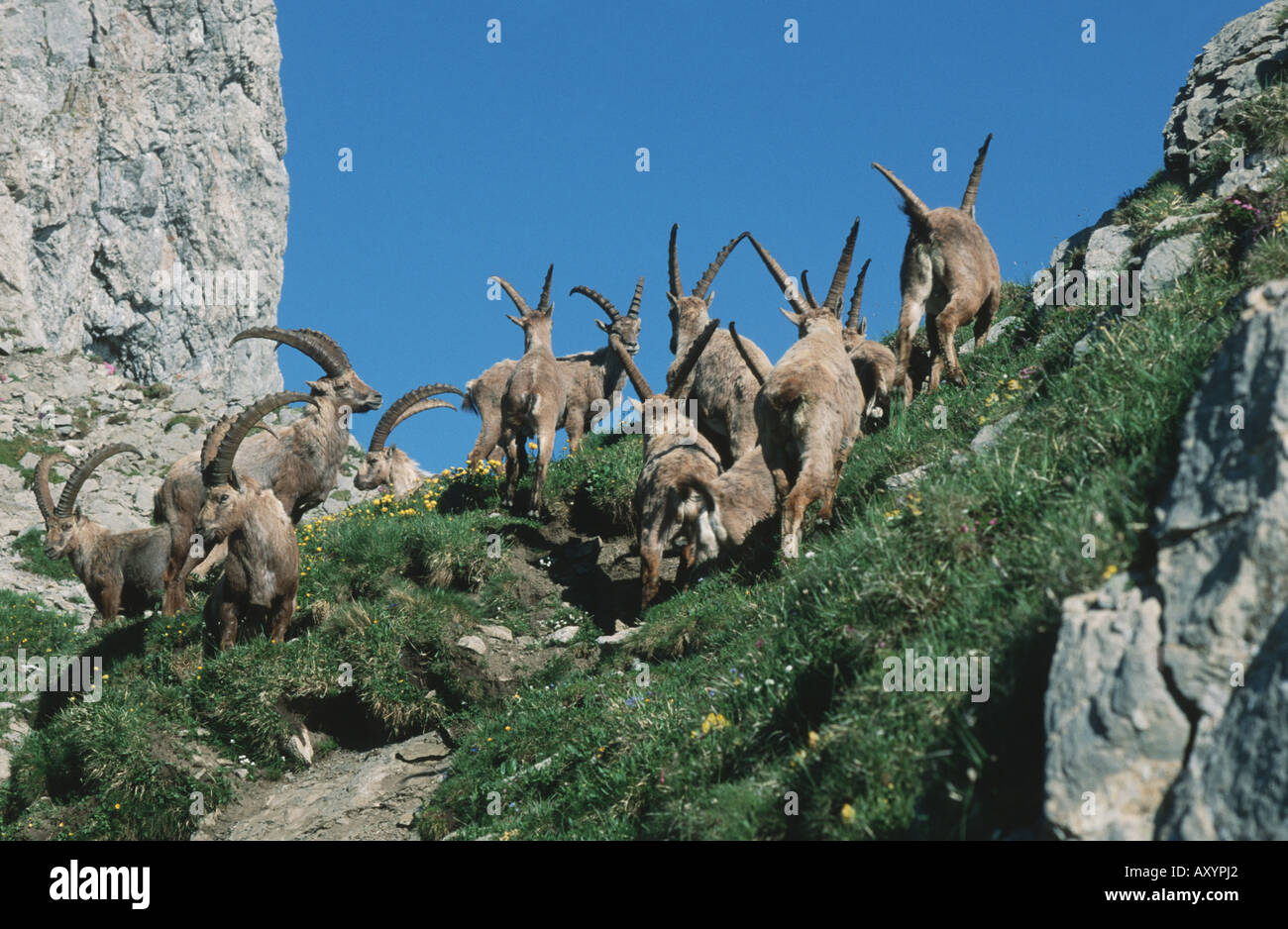 Bouquetin des Alpes (Capra ibex), groupe d'argent, Suisse Banque D'Images