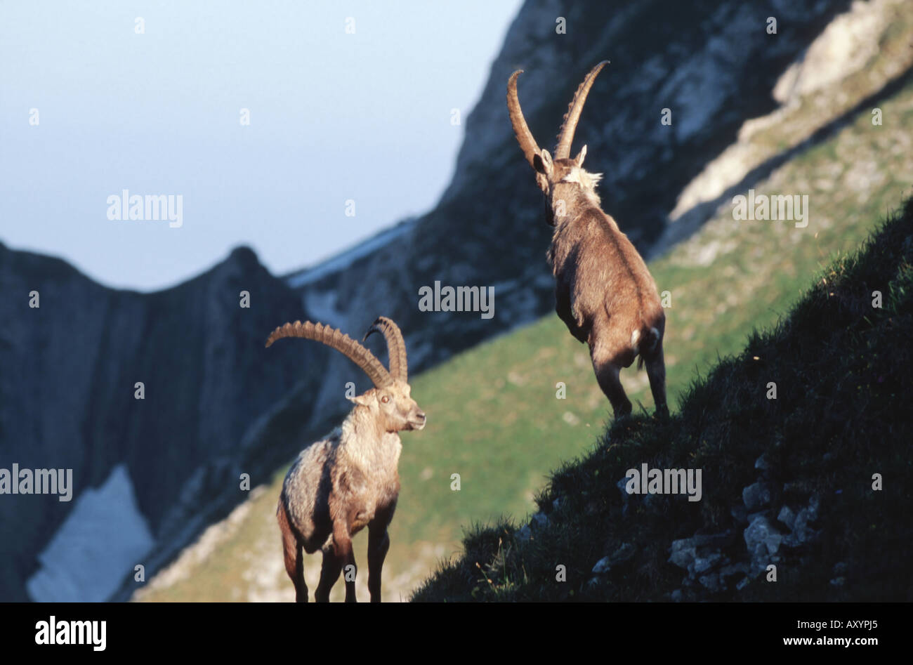 Bouquetin des Alpes (Capra ibex), rivaux, la Suisse, l'Alpstein, Rotsteinpass Banque D'Images