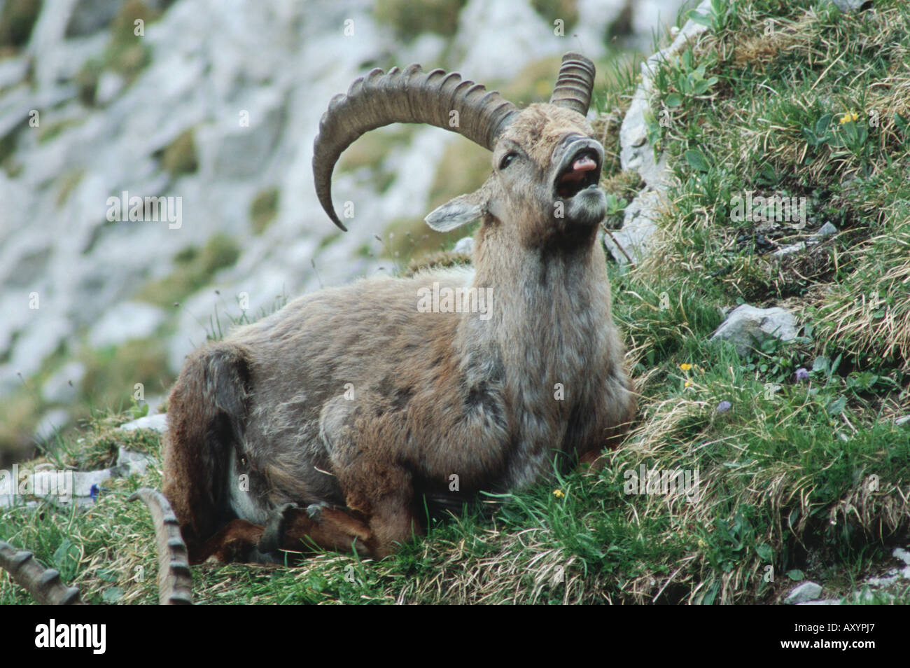 Bouquetin des Alpes (Capra ibex), buck avec lèvres de curling, Suisse Banque D'Images