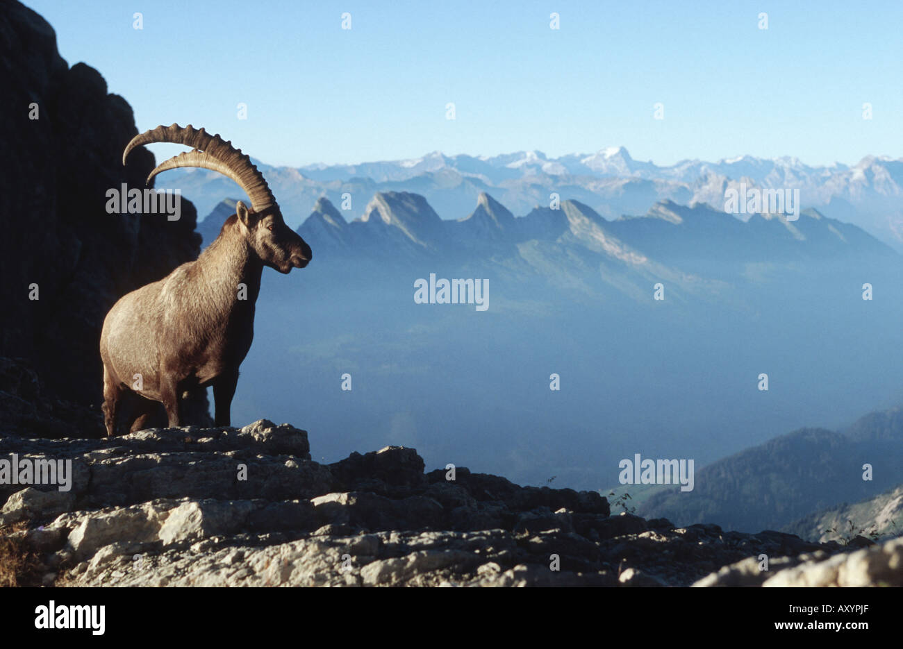Bouquetin des Alpes (Capra ibex), buck en face de paysage de montagne, Suisse Banque D'Images