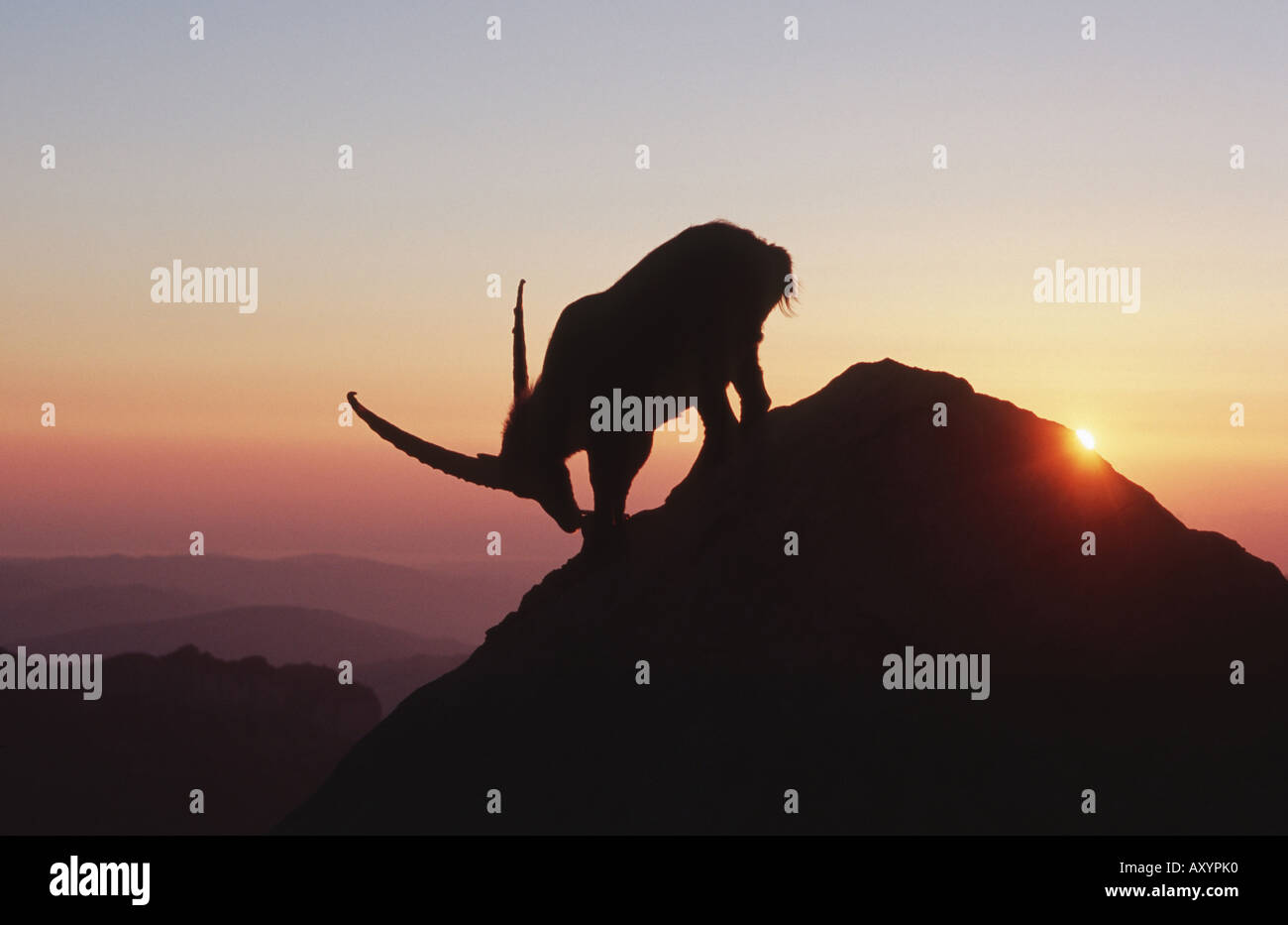 Bouquetin des Alpes (Capra ibex), silhouette au coucher du soleil, Suisse Banque D'Images