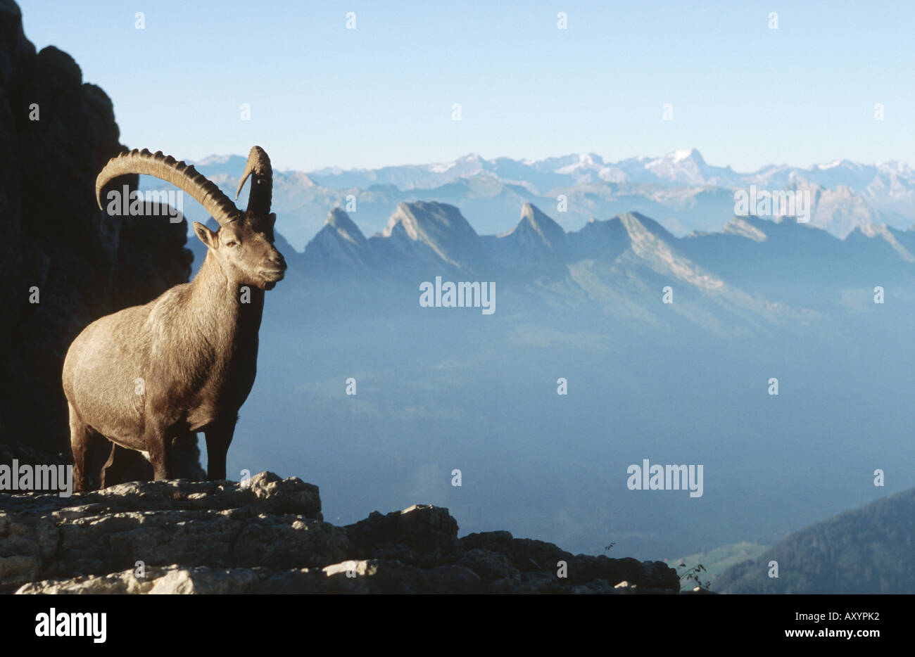 Bouquetin des Alpes (Capra ibex), buck en face de paysage de montagne, la Suisse, l'Alpstein, Saentis Banque D'Images