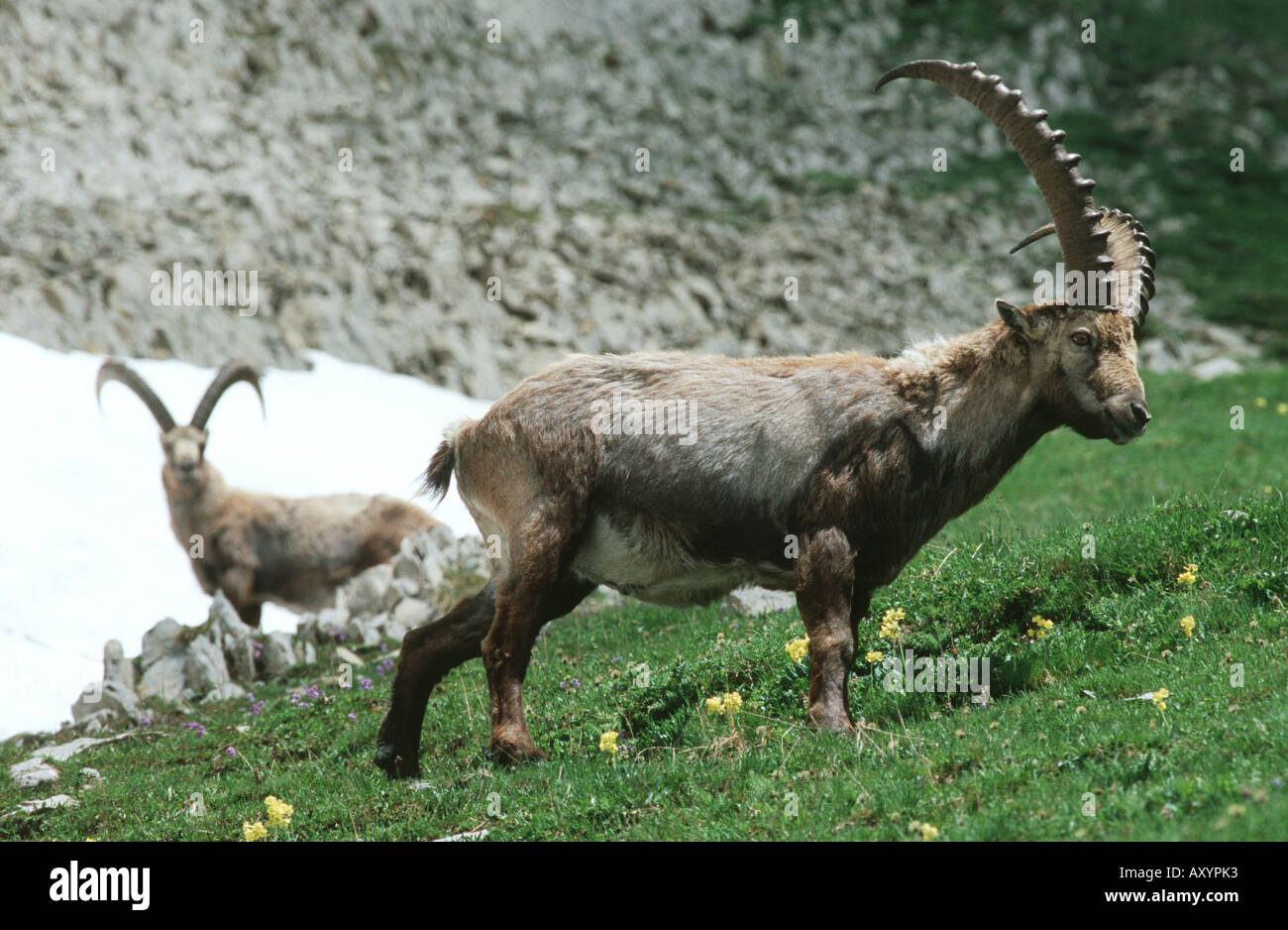 Bouquetin des Alpes (Capra ibex), deux mâles sur une prairie de montagne, Suisse Banque D'Images