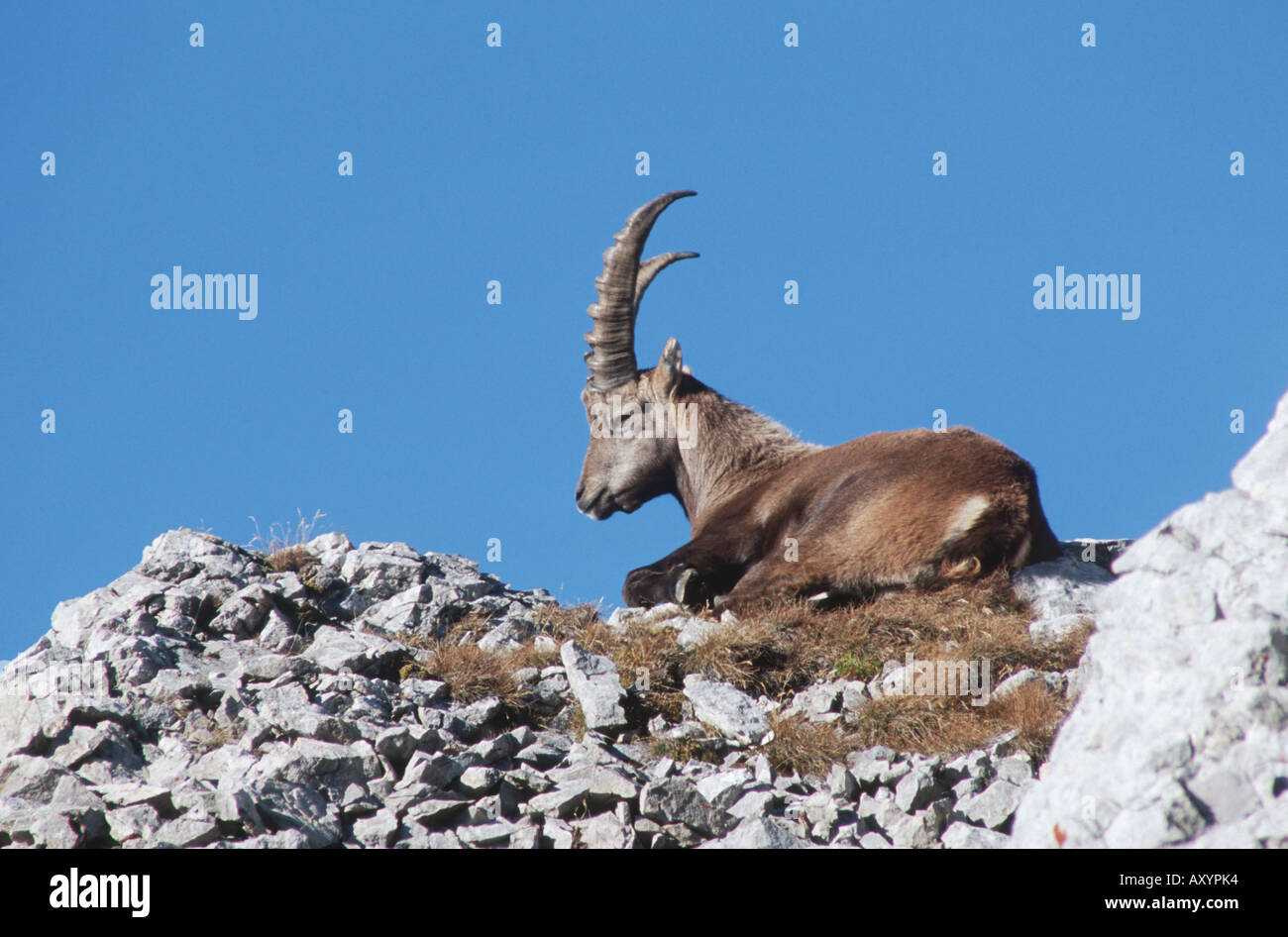 Bouquetin des Alpes (Capra ibex), allongé sur les rochers, Suisse Banque D'Images