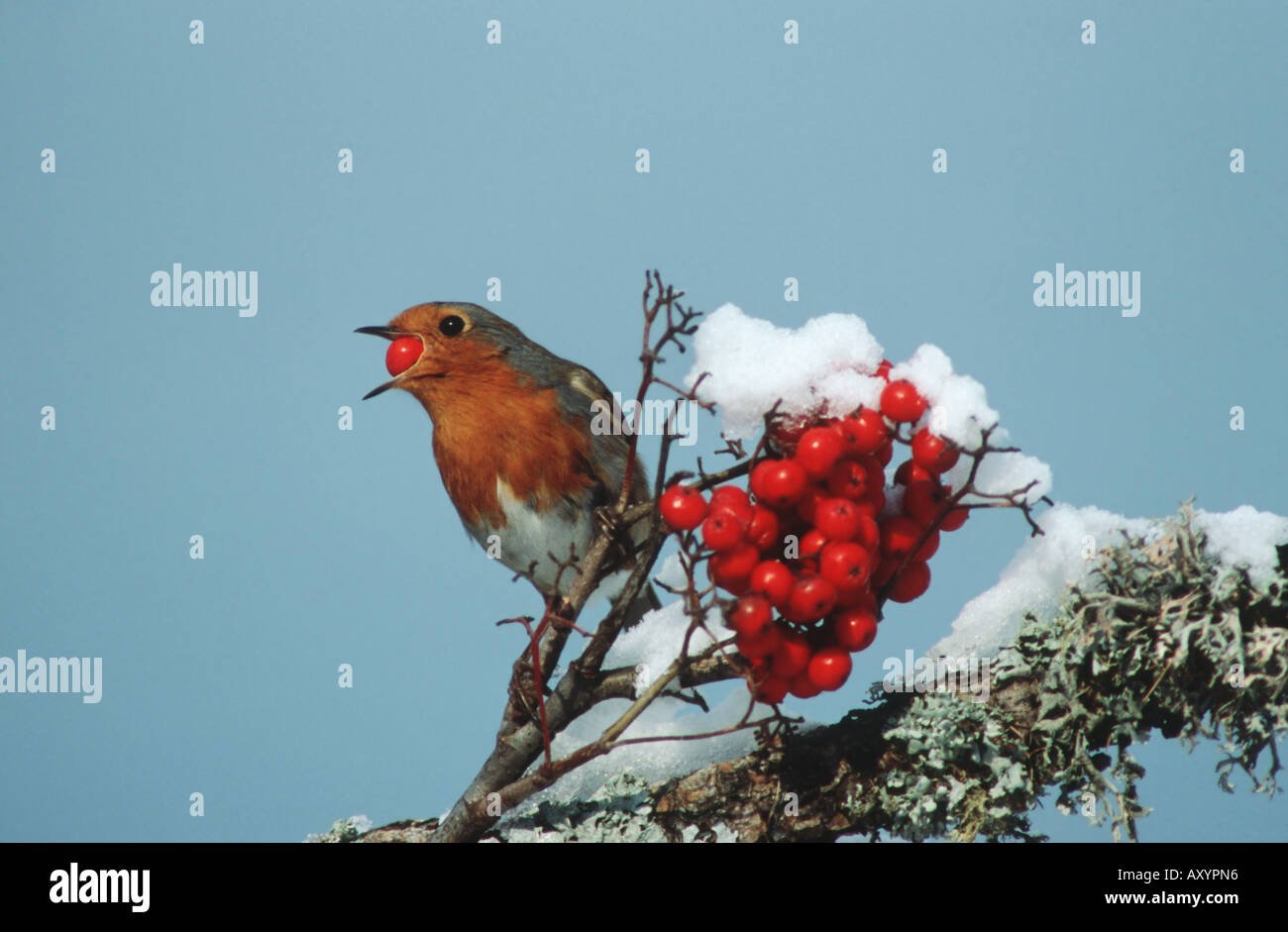 European robin (Erithacus rubecula aux abords), se nourrissant de fruits Banque D'Images