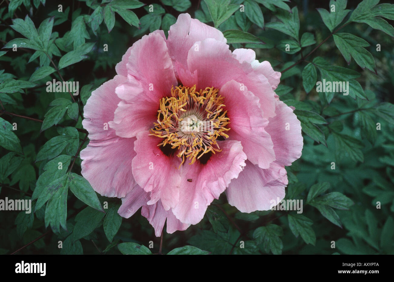 La pivoine (Paeonia suffruticosa arbre), seul blossom Banque D'Images