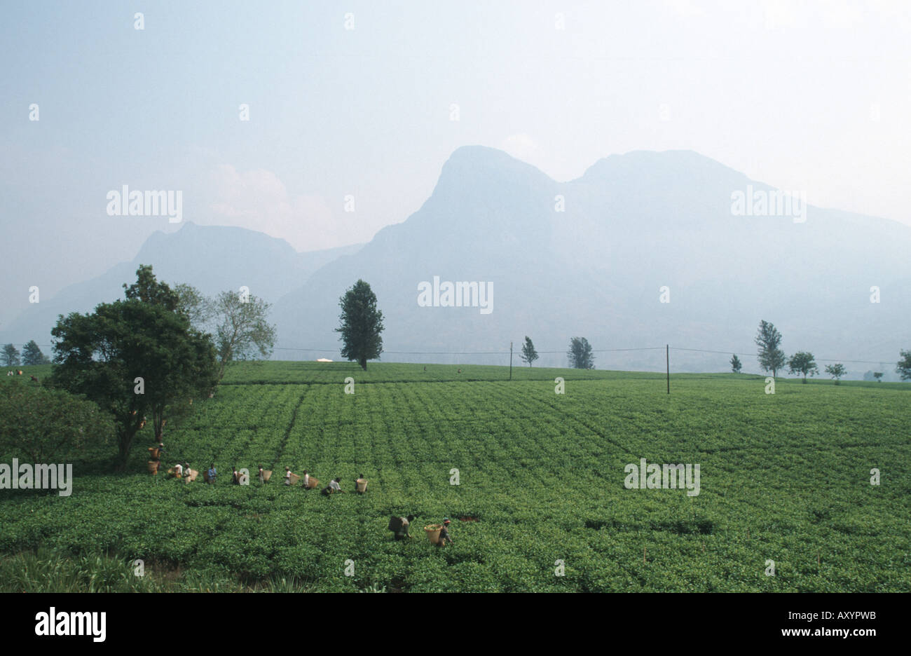 La plantation de thé de vendangeurs en face de montagnes Mulanje, Malawi, Plaine de Phalombe, Mulanje Banque D'Images