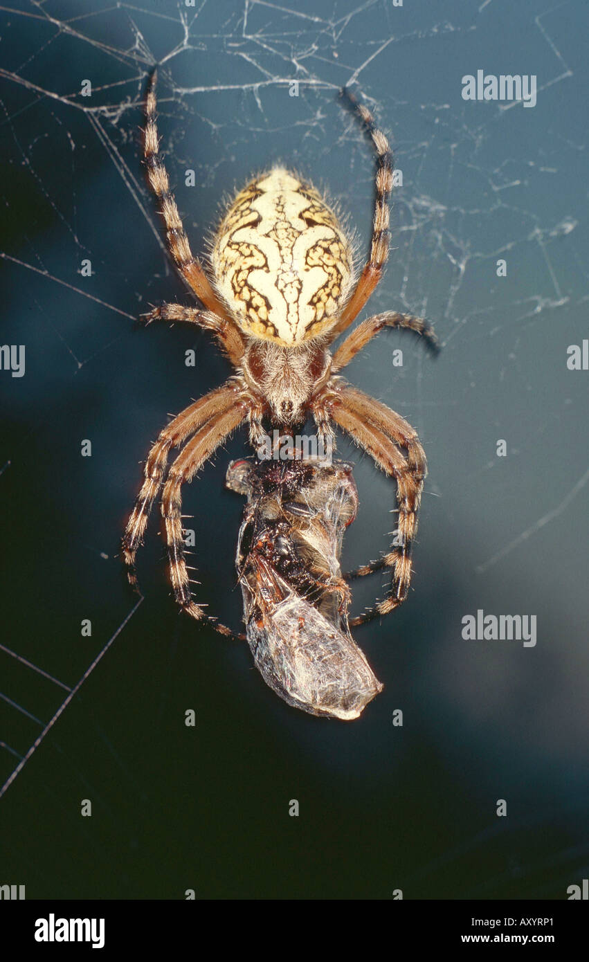 Oakleaf orbweaver (Araneus ceropegius, Aculepeira ceropegia), avec les proies Banque D'Images