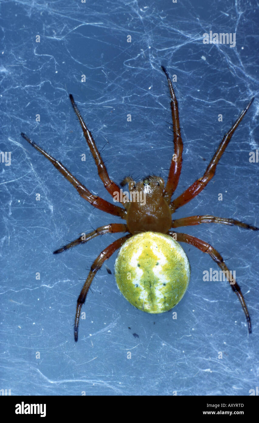 (Orbweaver alpica Araniella), dans son site web Banque D'Images