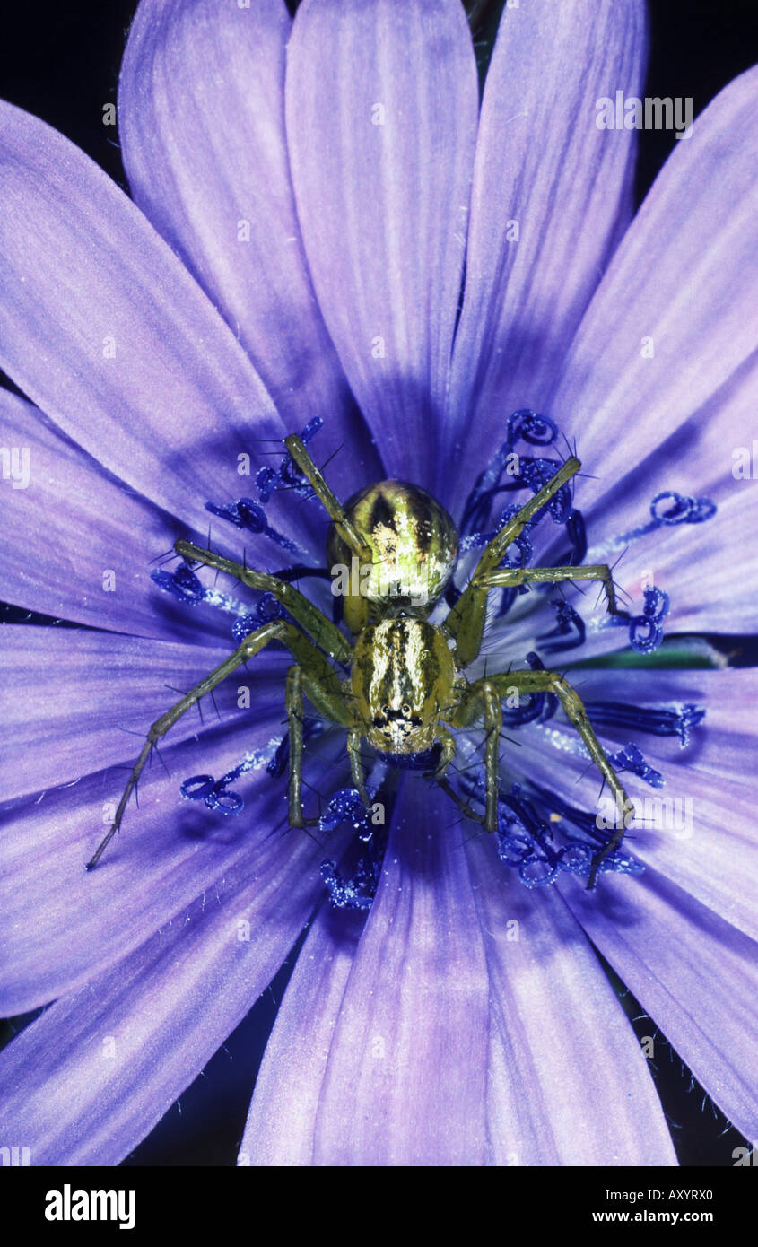 Araignée lynx bagués (Oxyopes lineatus) Banque D'Images