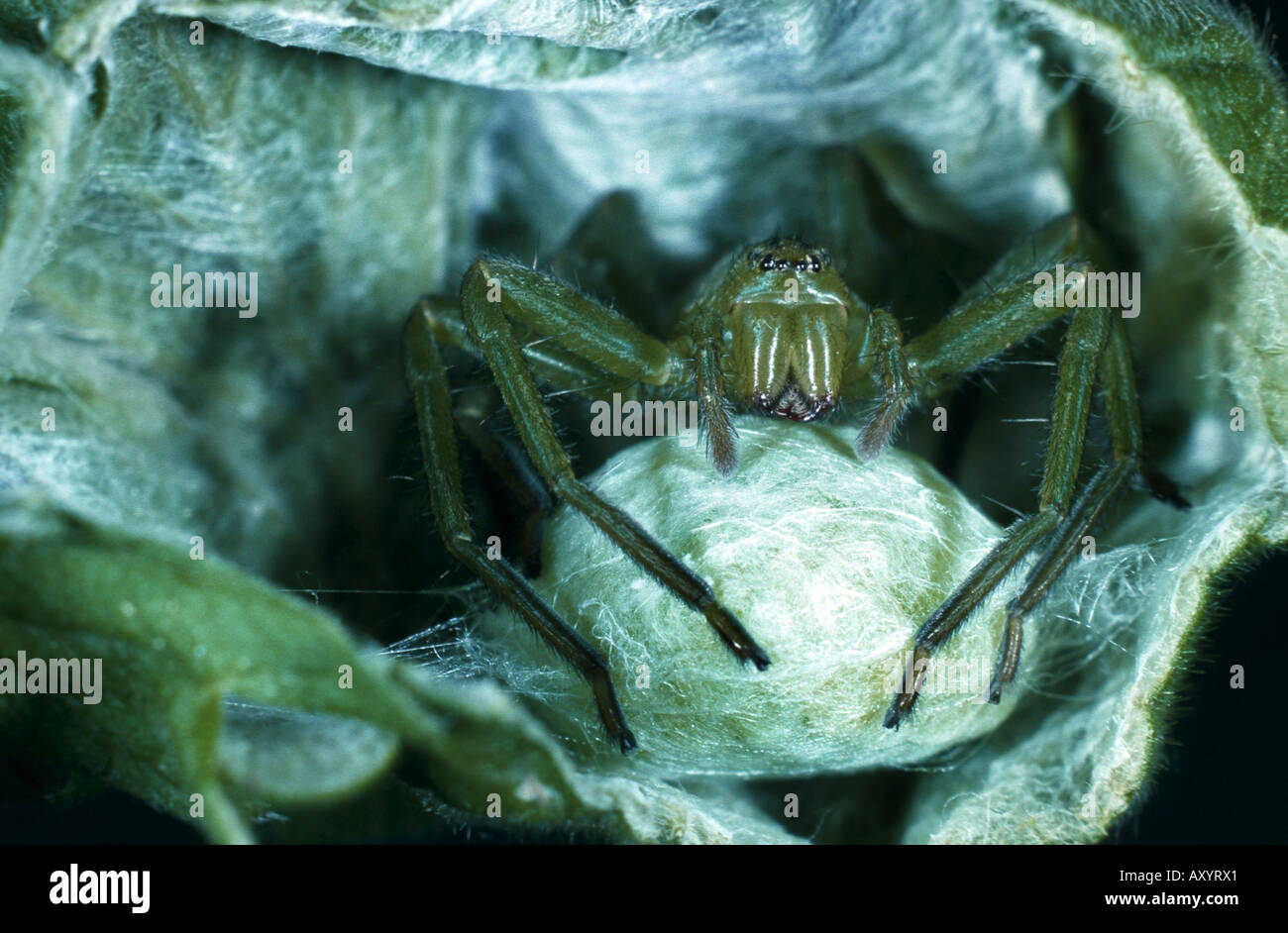 (Green Spider Micrommata rosea), avec cocoon Banque D'Images