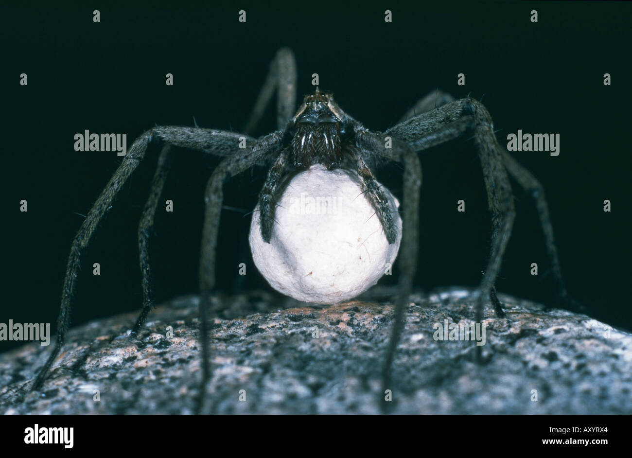 Pêche fantastique Pisaura mirabilis (araignée), avec l'oeuf coccon Banque D'Images