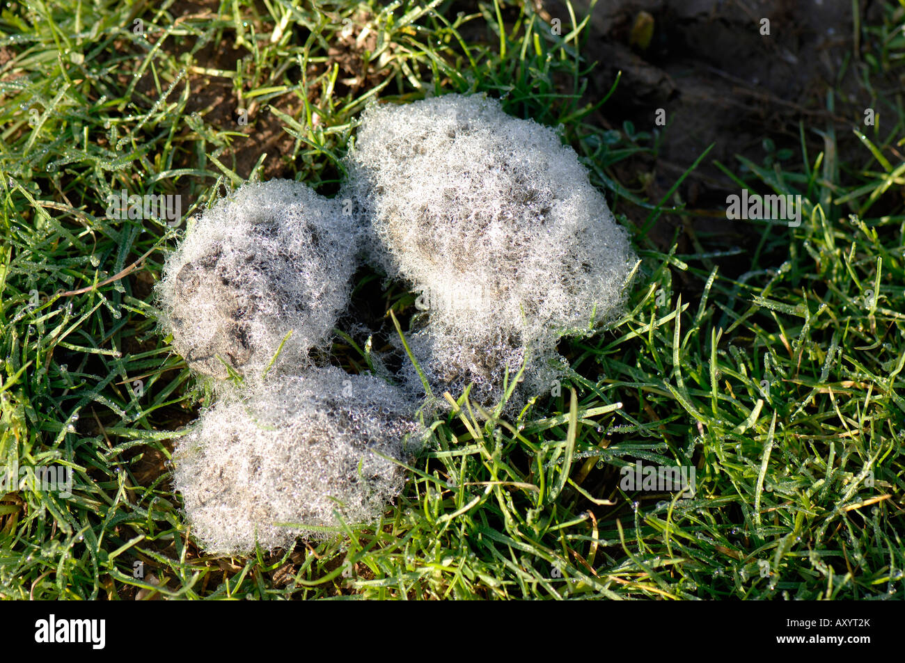 Les crottes de Mouton avec du mycélium de champignons cellulolitiques tôt le matin Banque D'Images