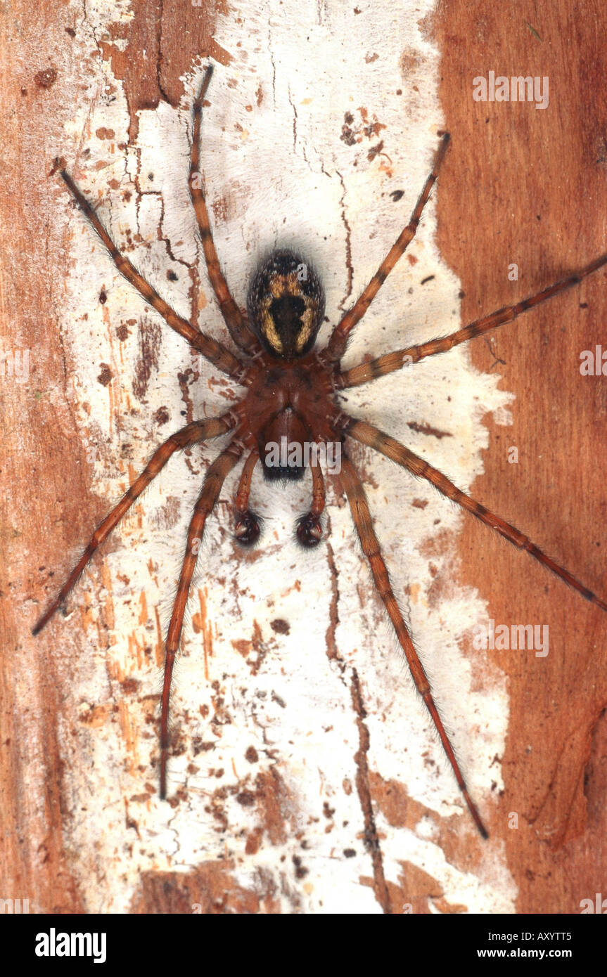 White-eyed, araignée dentelle fenêtre-Weaver (Amaurobius fenestralis), homme Banque D'Images